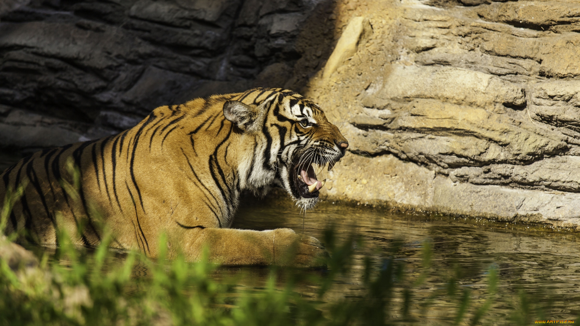 животные, тигры, пасть, купание, профиль, хищник, скалы, вода, клыки