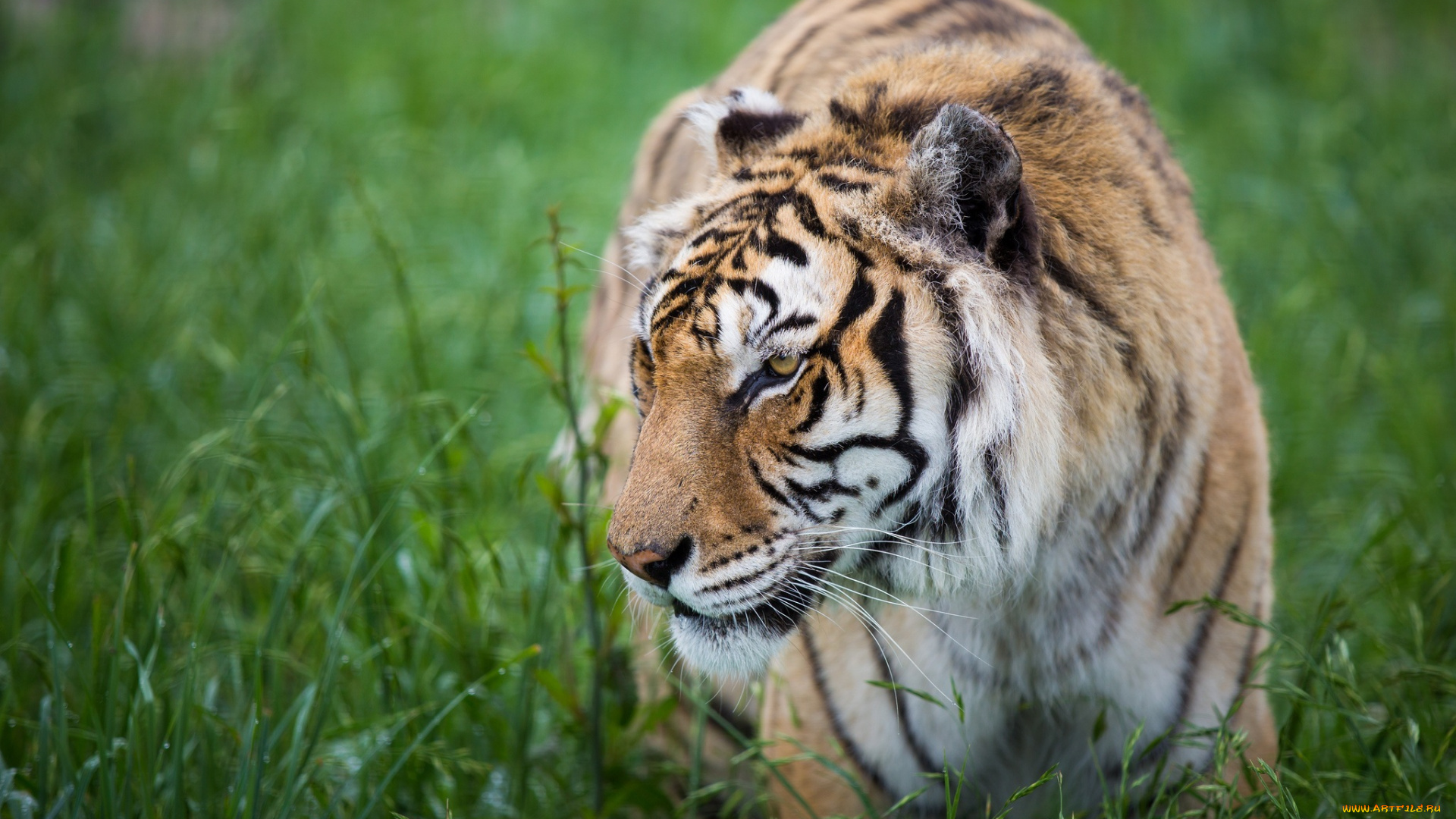 животные, тигры, профиль, морда, кошка