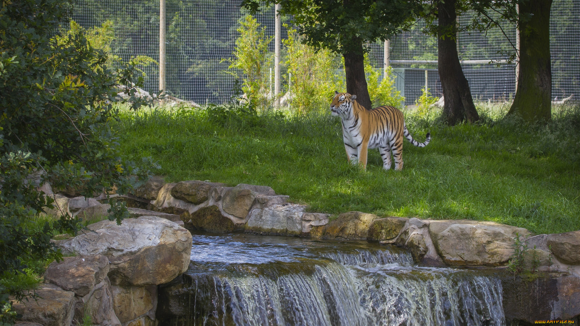 животные, тигры, ручей, зоопарк, хищник, амурский
