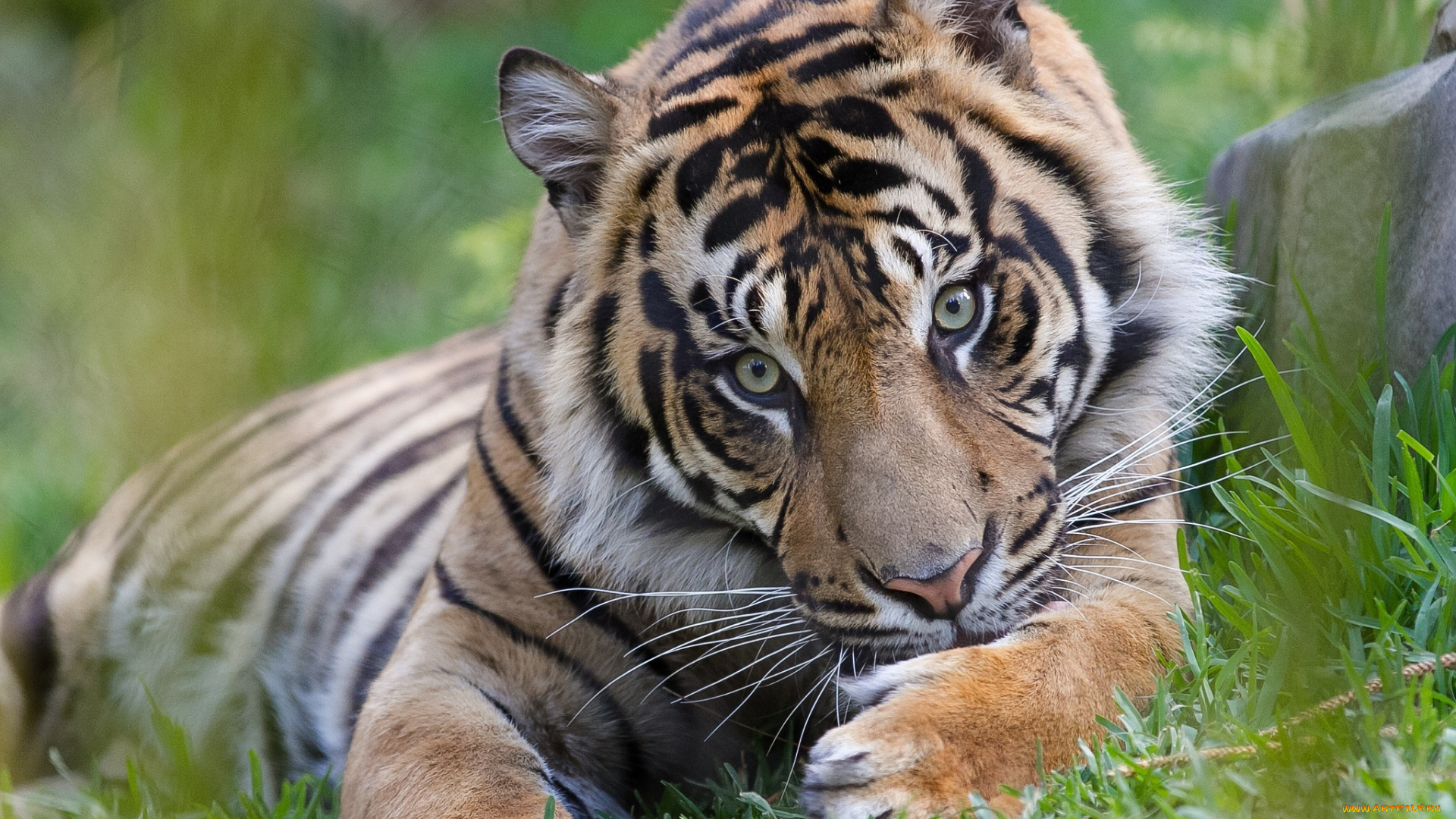 животные, тигры, умывание, лапы, морда