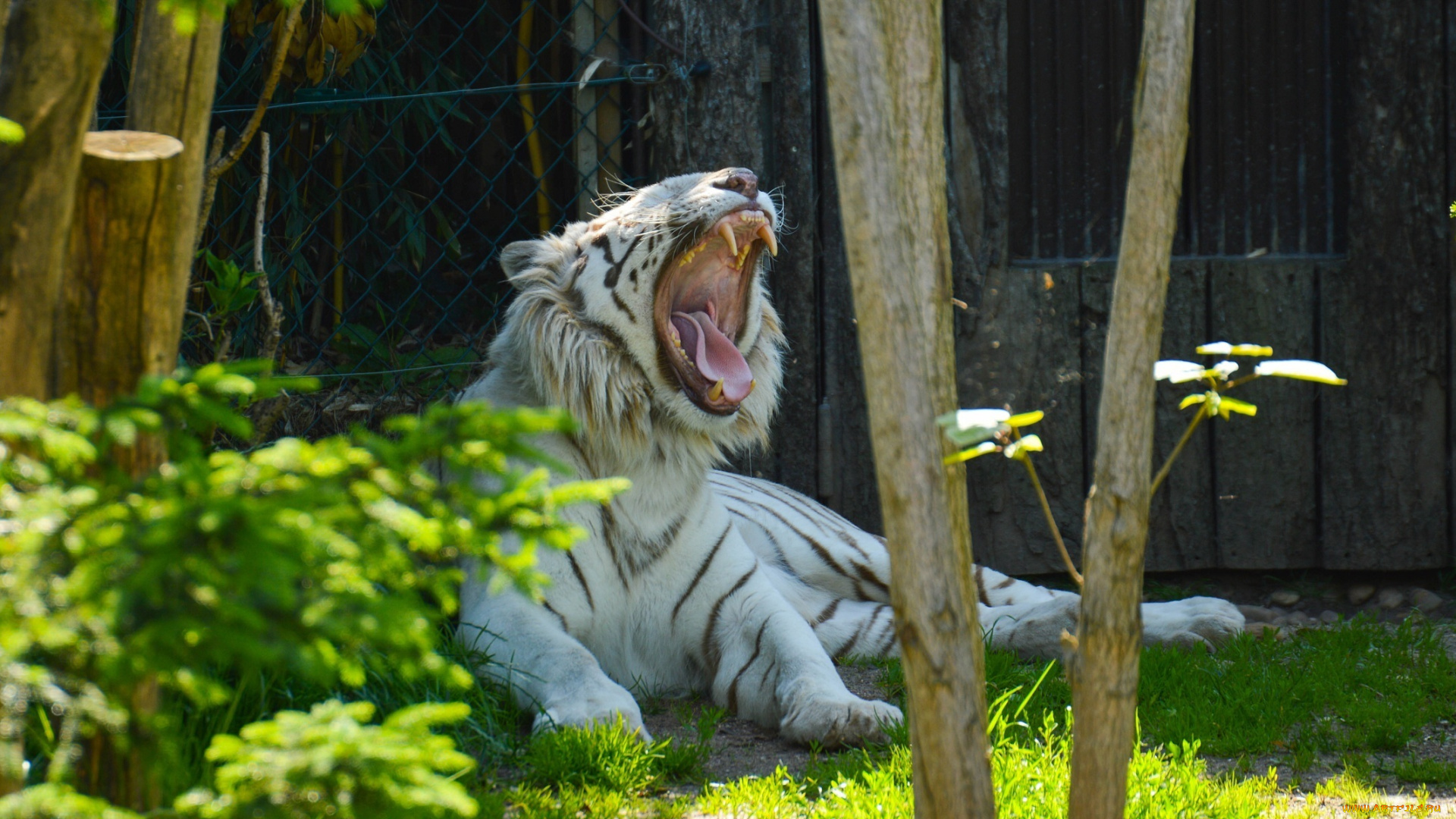 животные, тигры, зевает, кошка, зоопарк, клыки, пасть