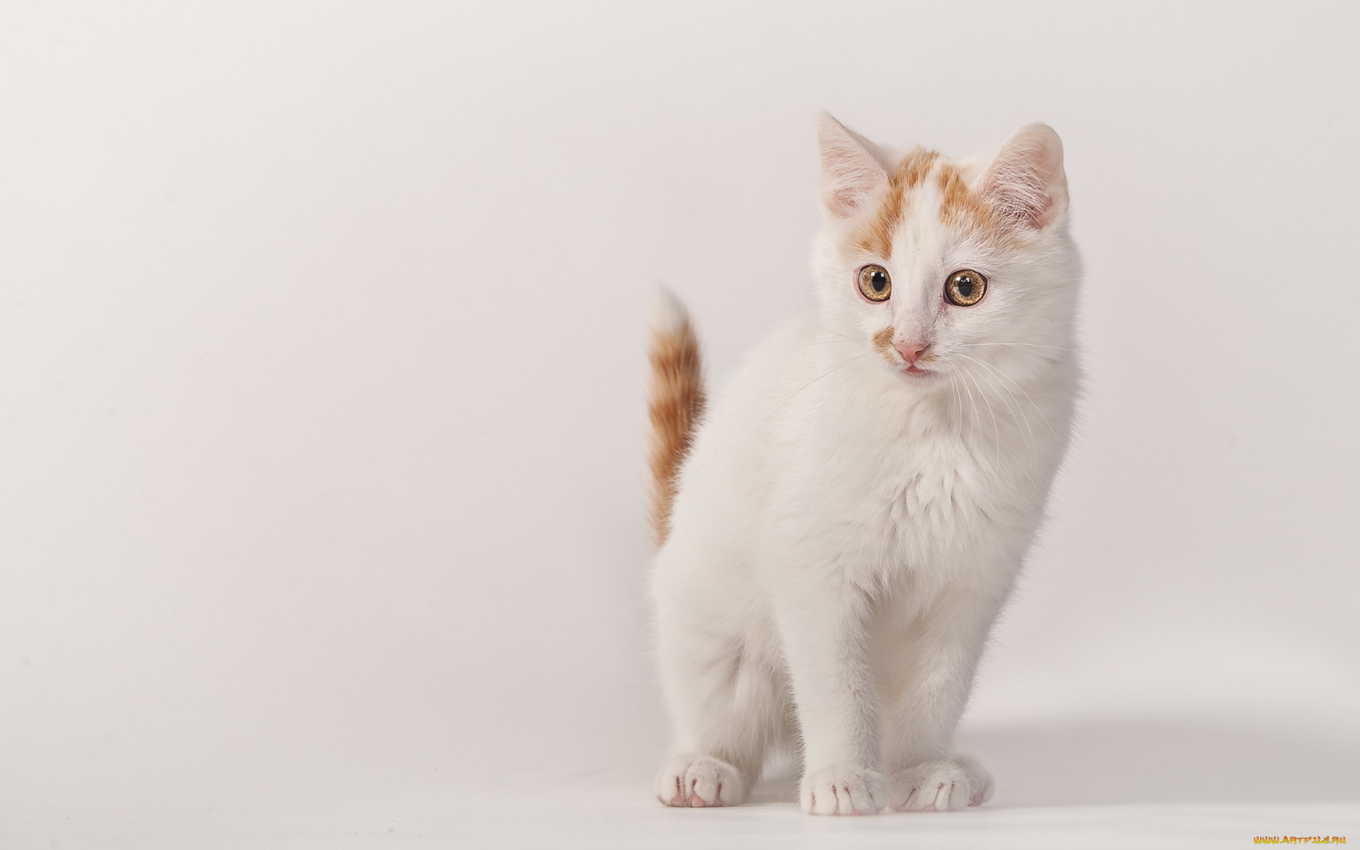 животные, коты, кошка