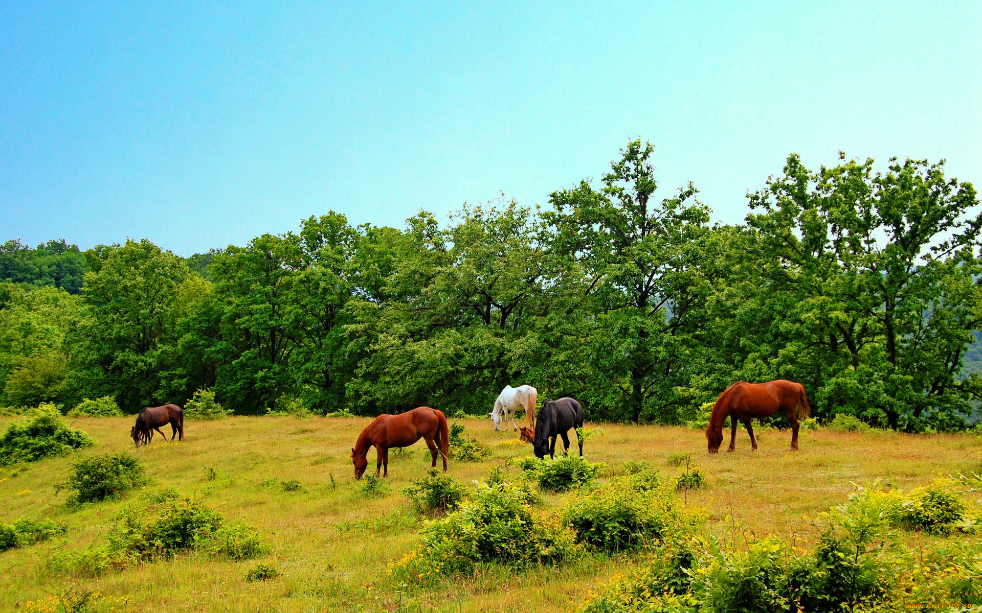 животные, лошади