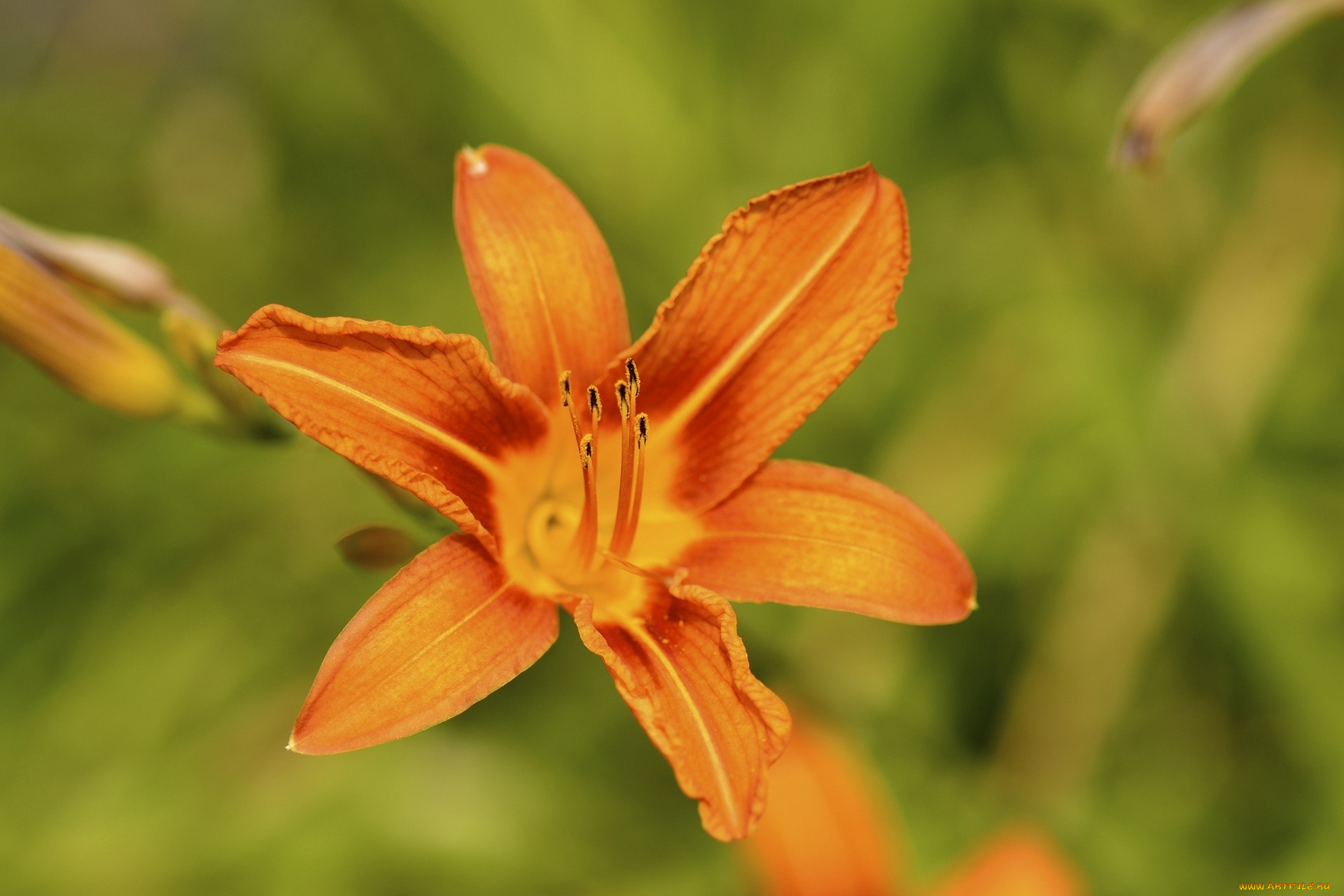 цветы, лилии, , лилейники, оранжевый, макро, лепестки