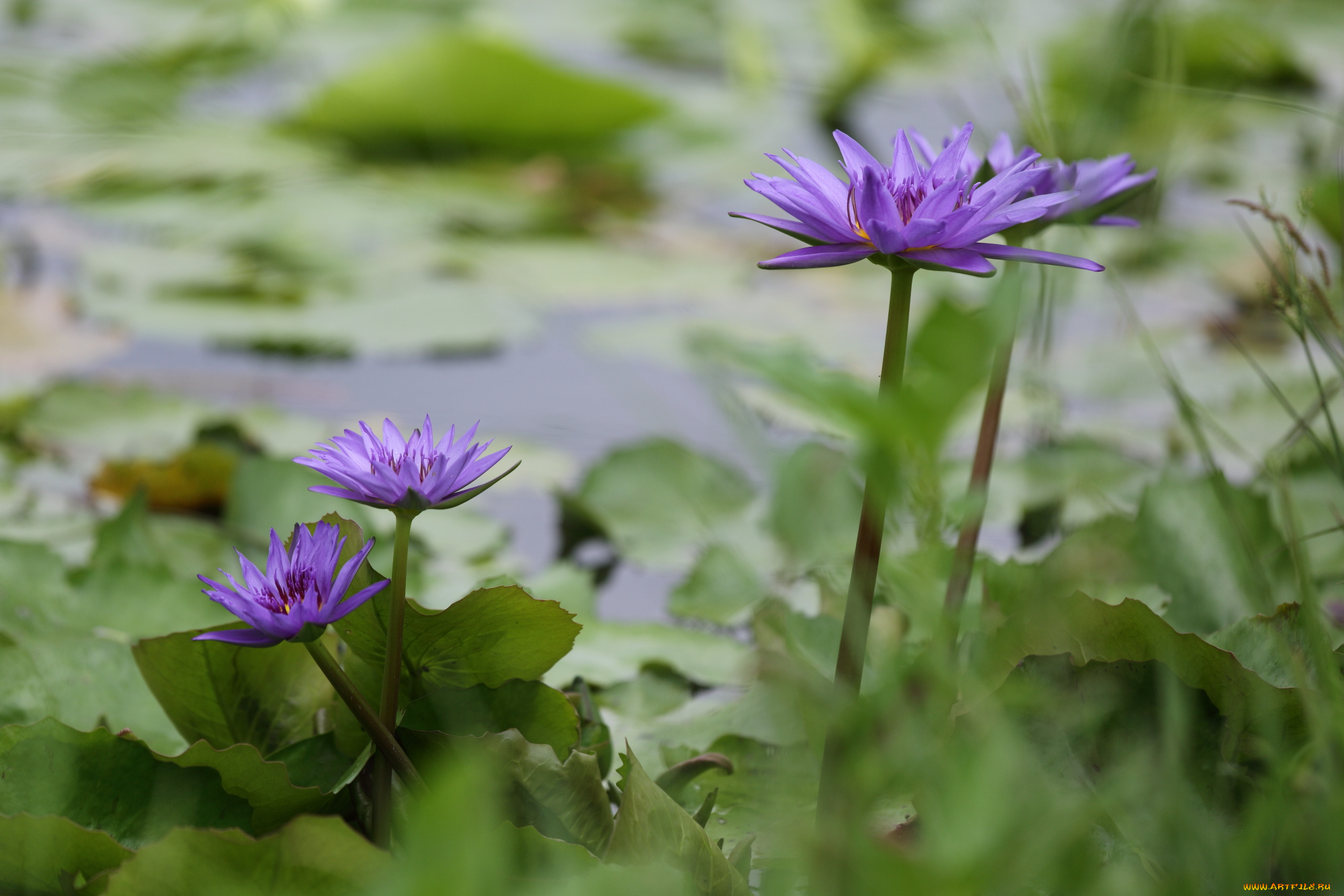 цветы, лилии, водяные, , нимфеи, , кувшинки, пейзаж, листики, красота, озеро, водяные, кувшинки