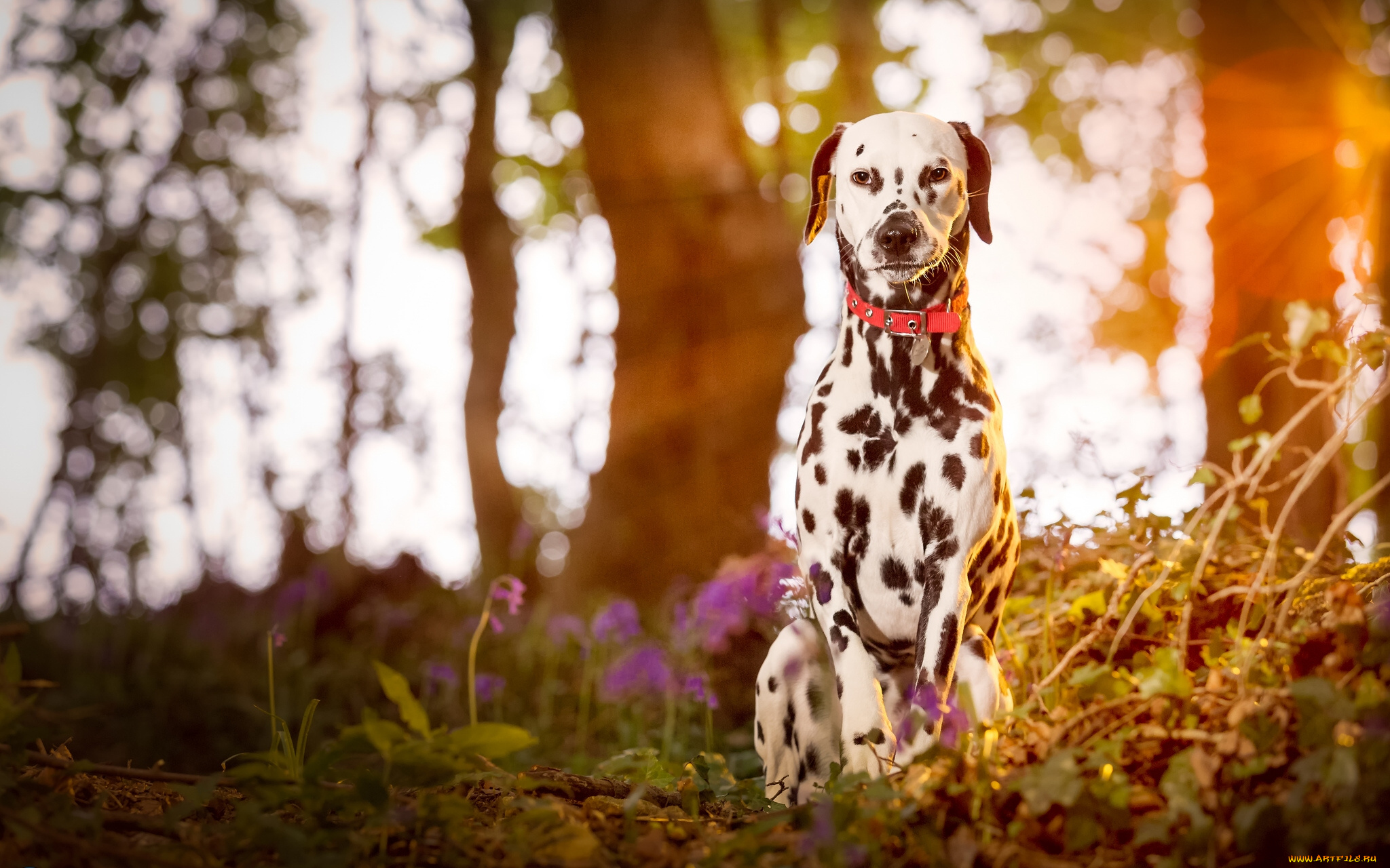 животные, собаки, собака, далматин