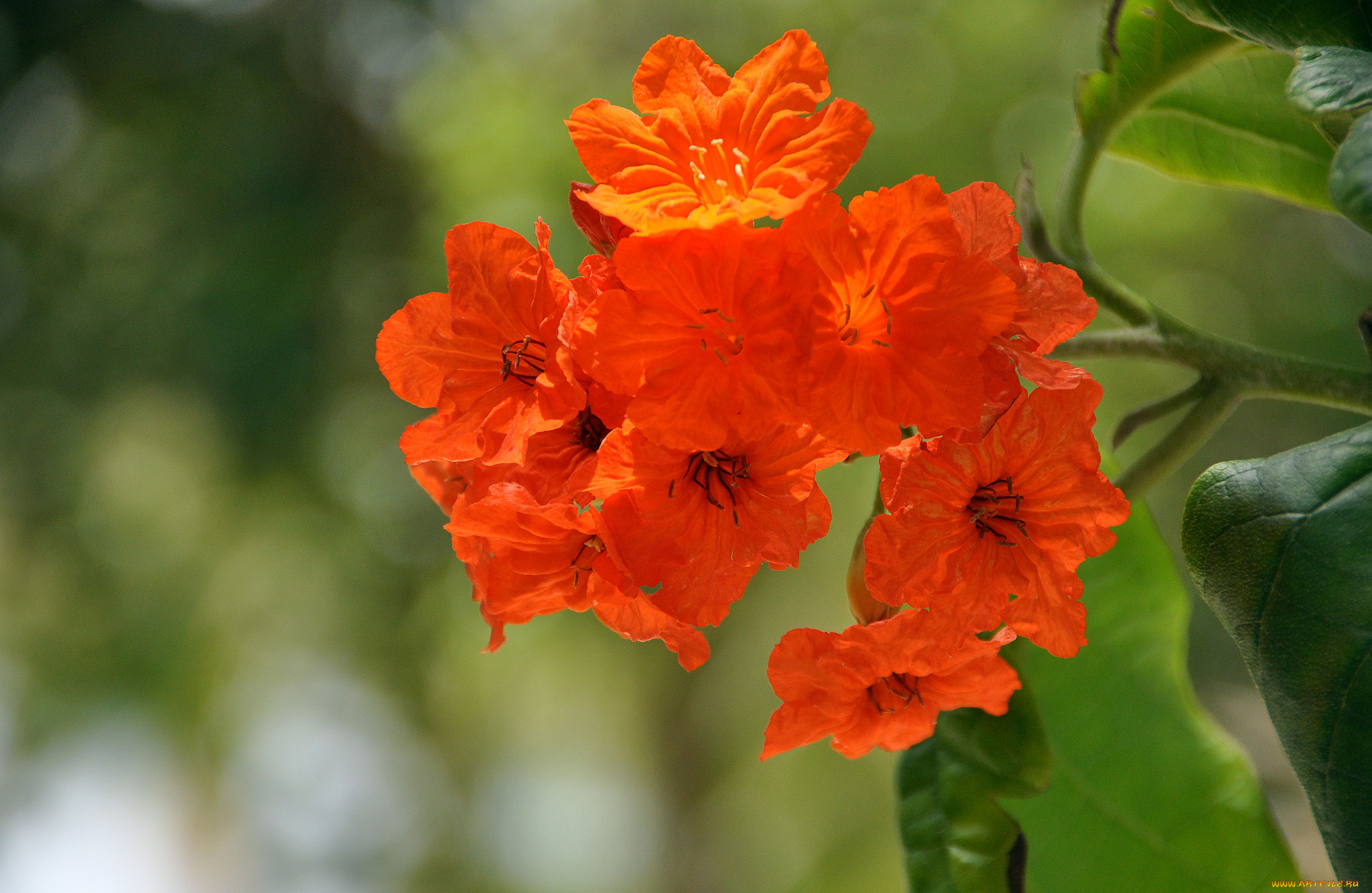 цветы, красный