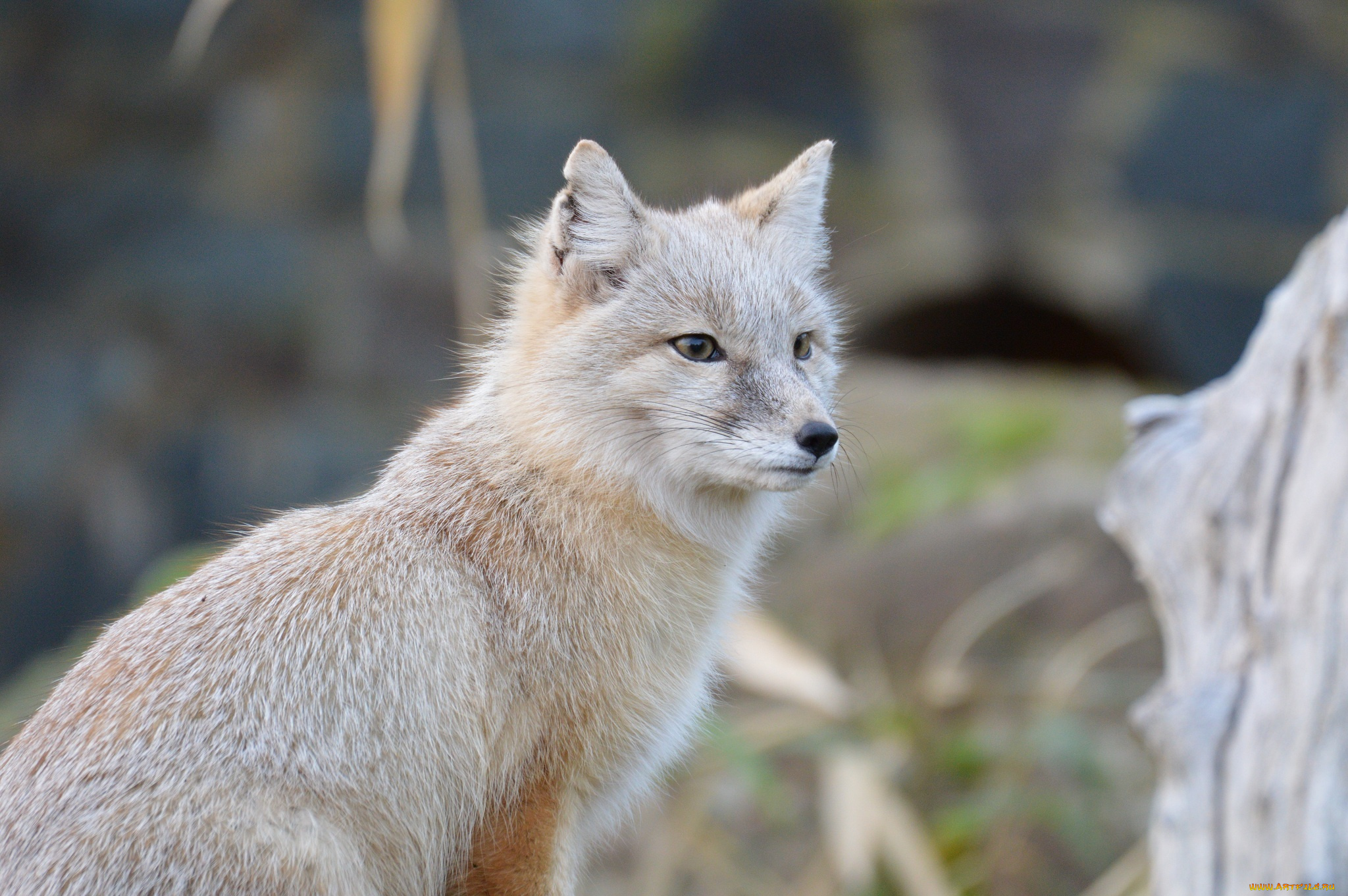животные, лисы, мех, мордочка