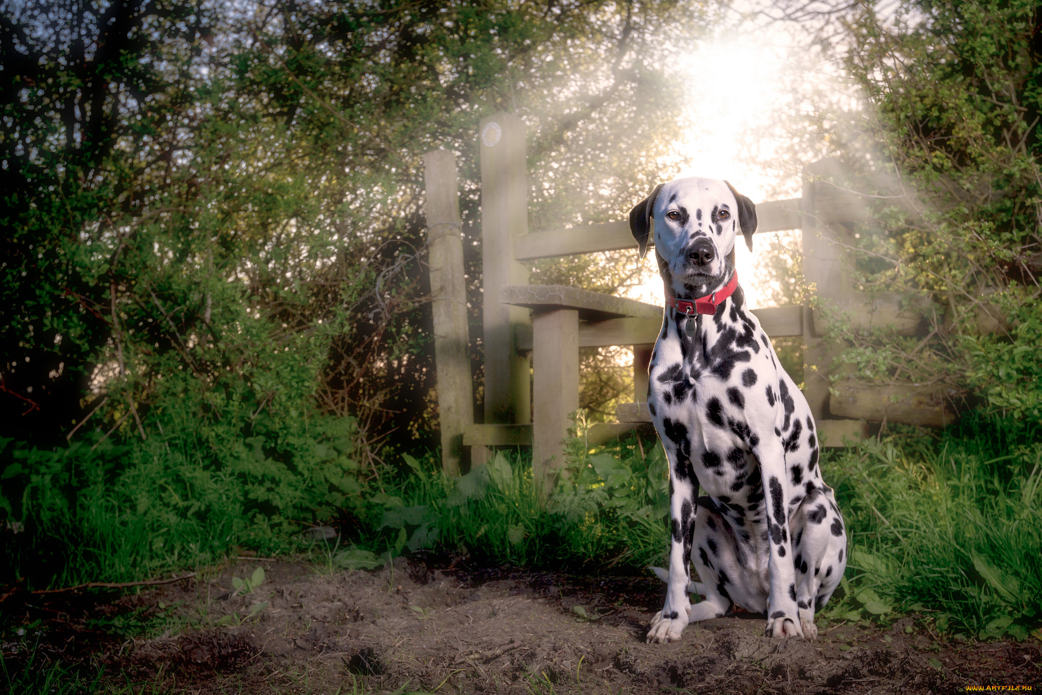 животные, собаки, собака, далматин