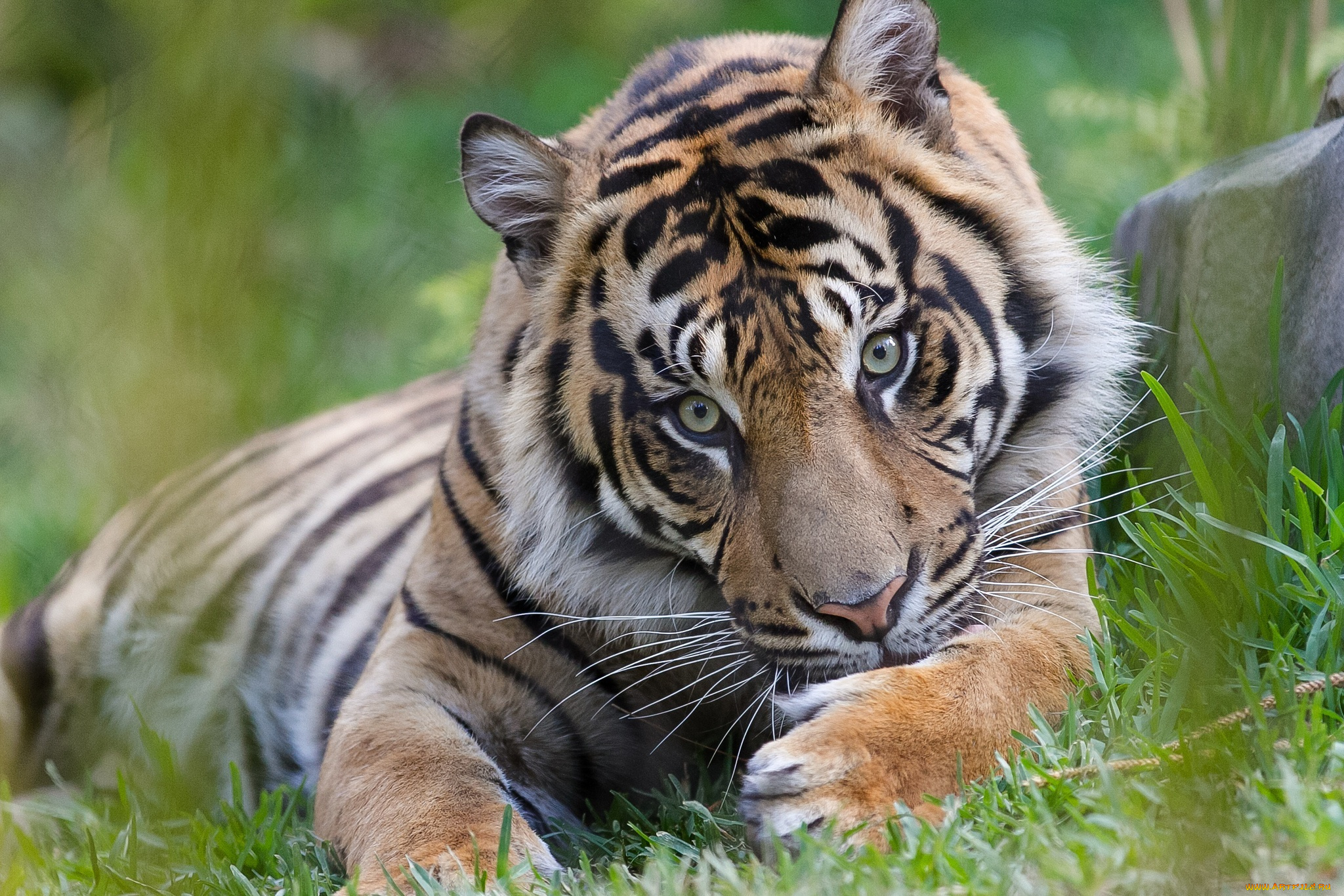 животные, тигры, умывание, лапы, морда