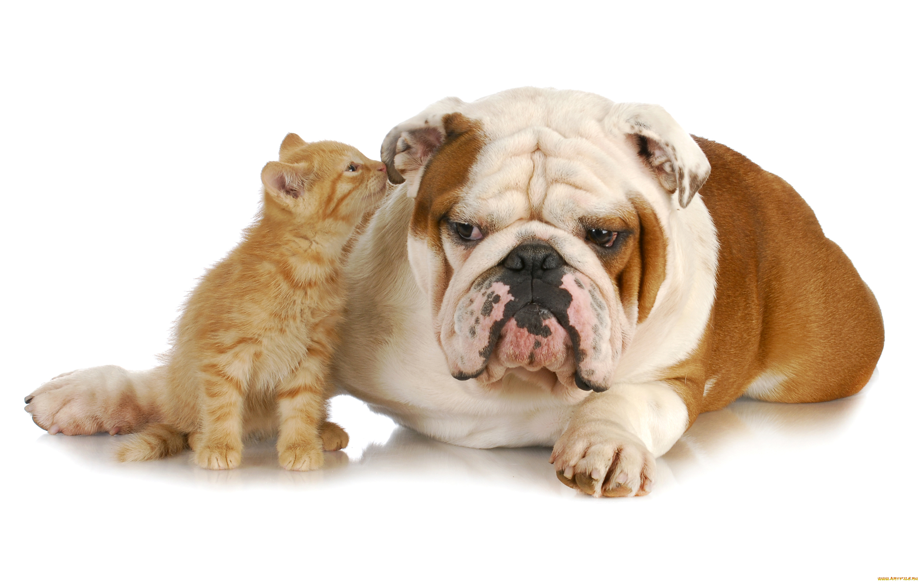 животные, разные, вместе, бульдог, собака