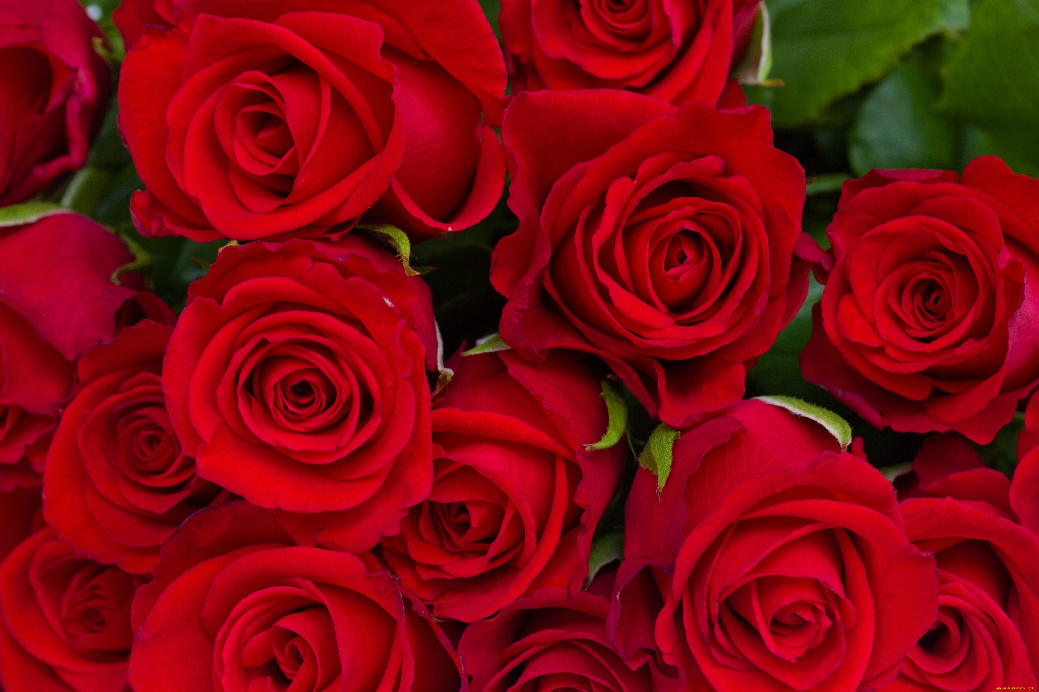 цветы, розы, бутоны