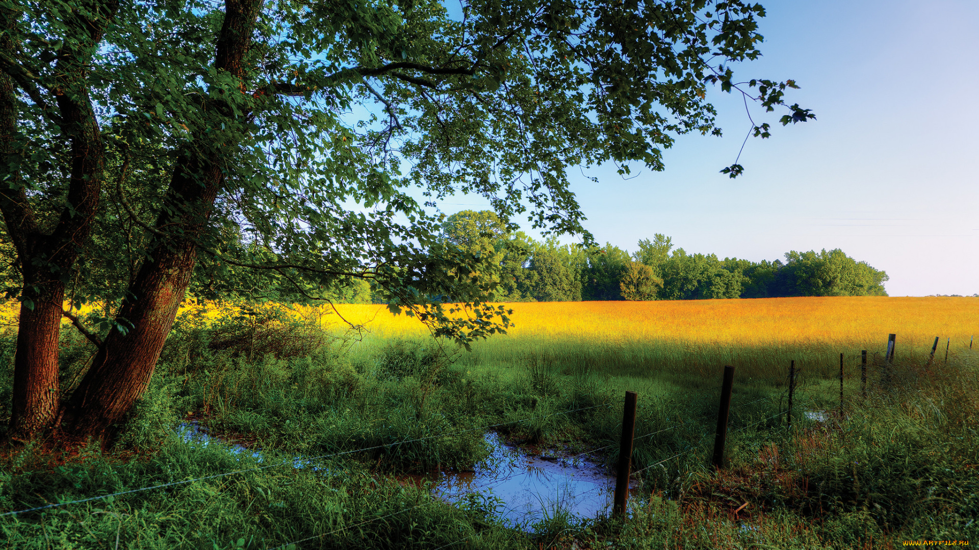 природа, пейзажи, опушка, лужа