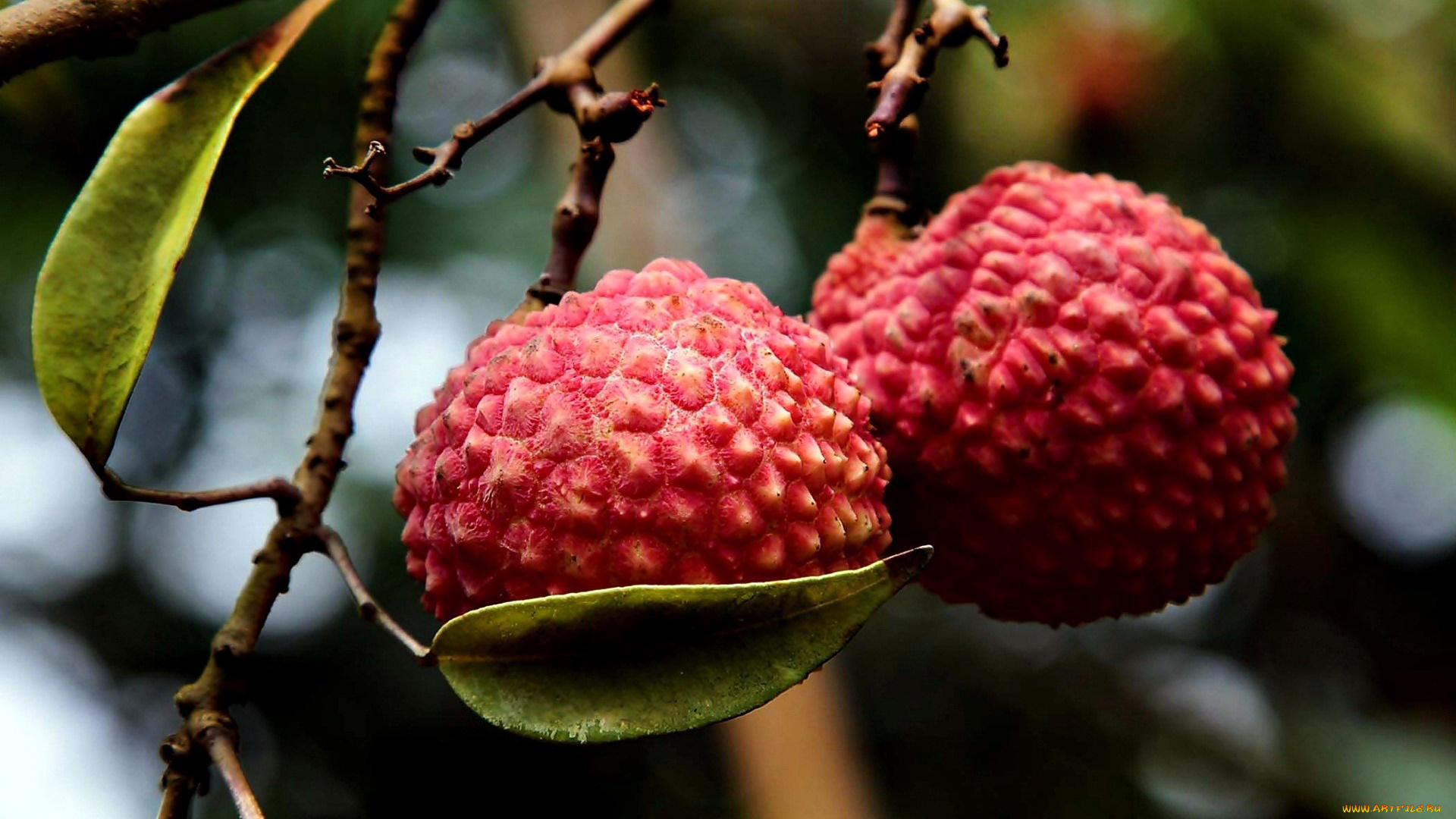 природа, плоды, слива, китайская, личи