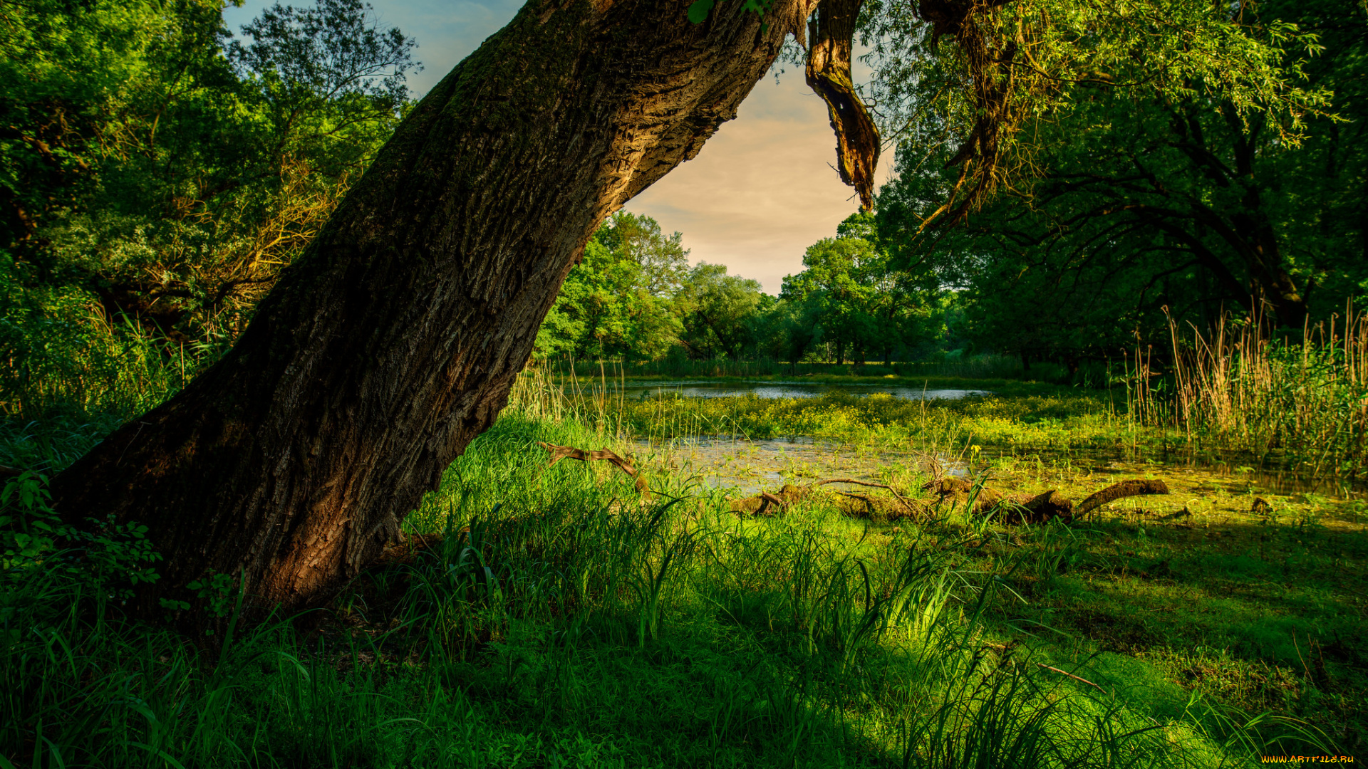 природа, реки, озера, река, лес