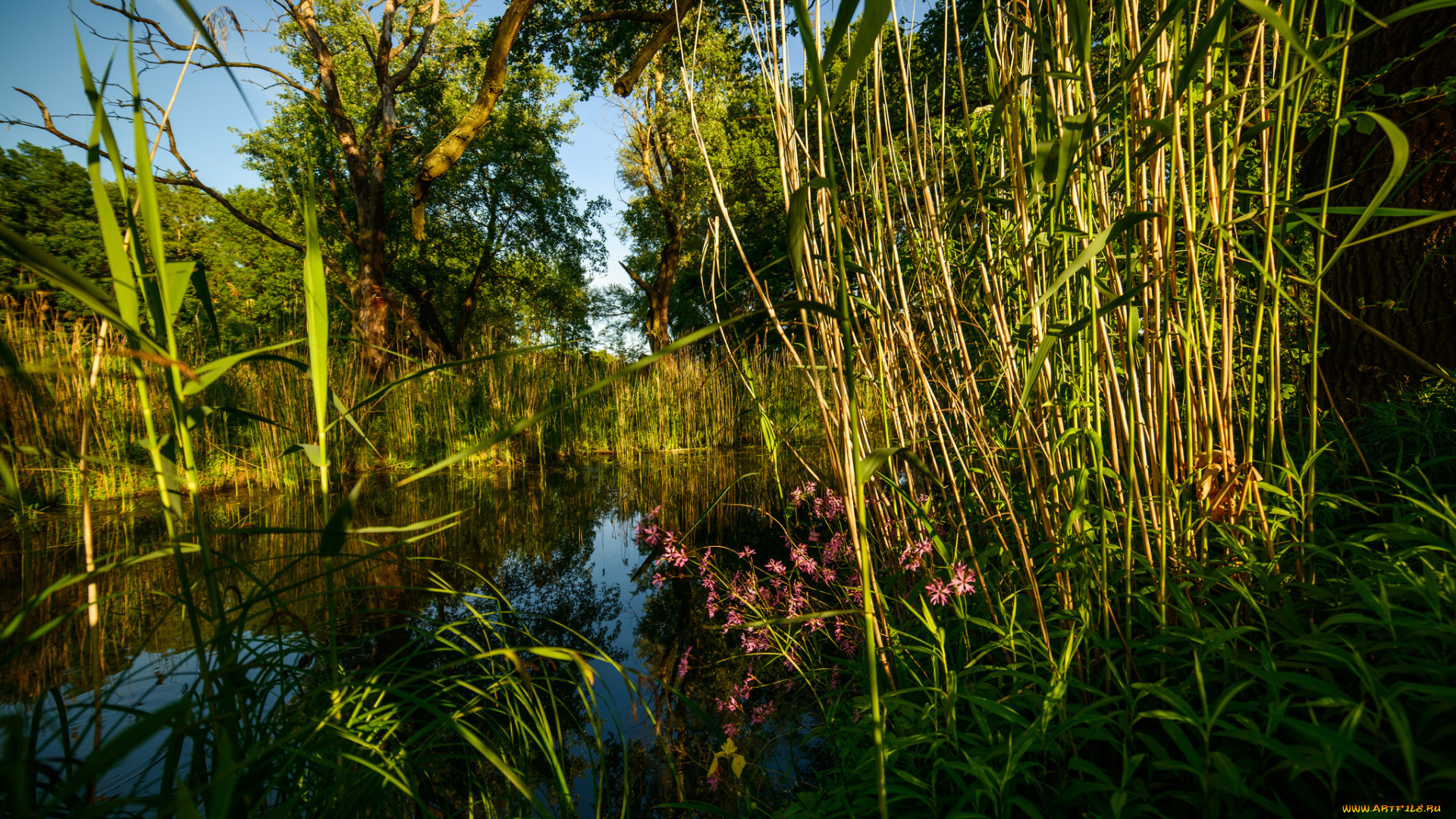 природа, реки, озера, река, лес