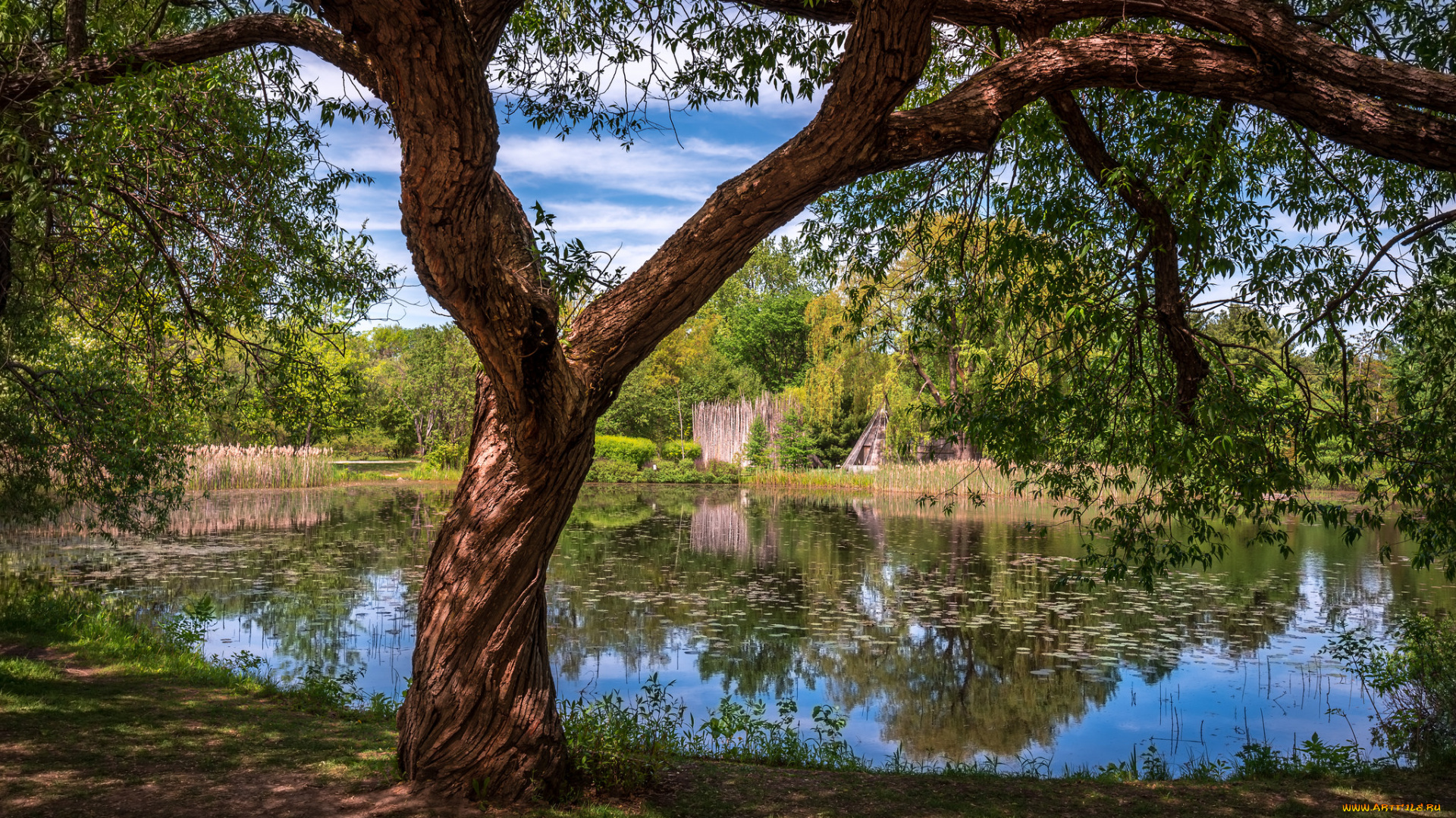 природа, реки, озера, река, лес