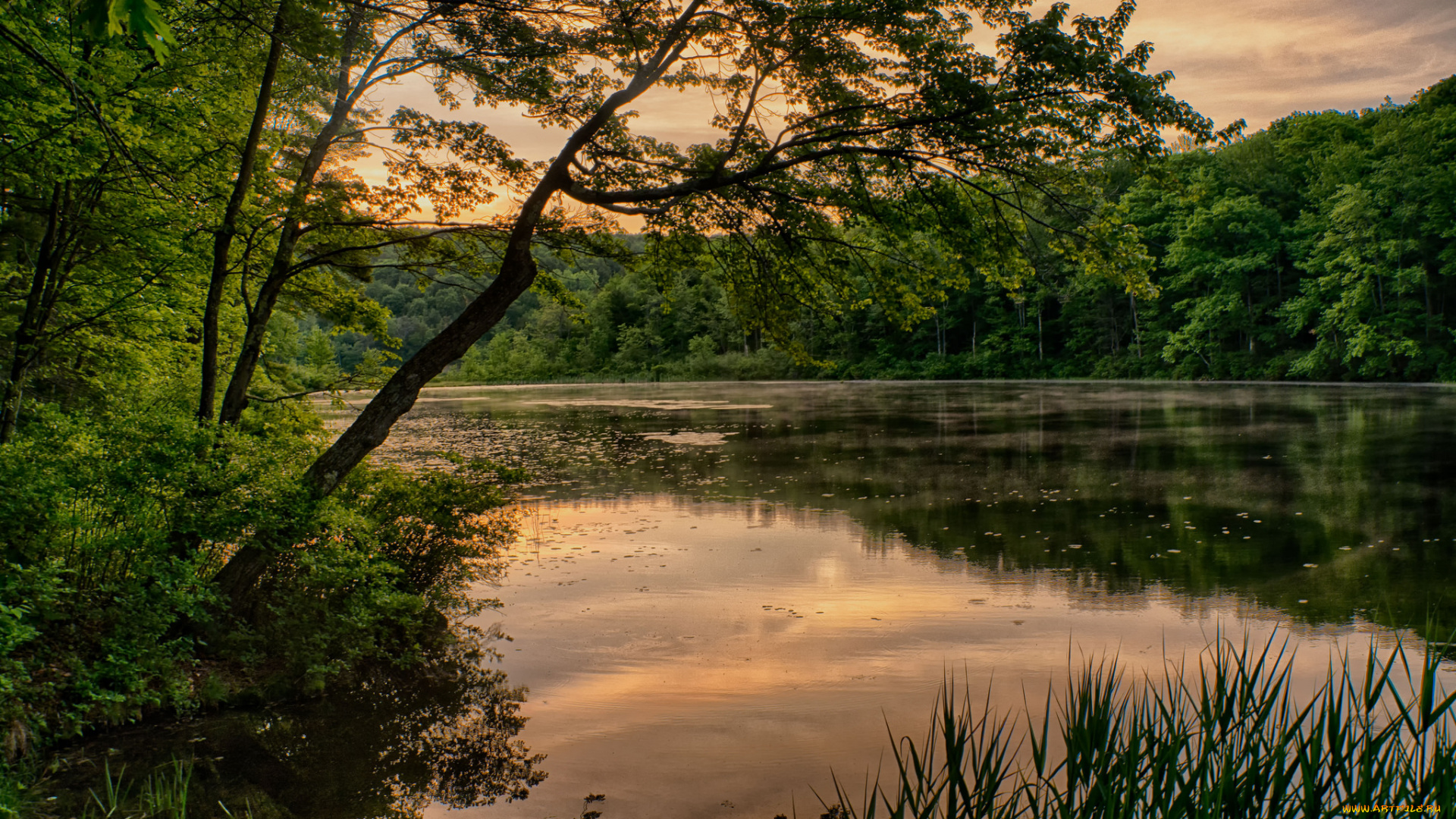 природа, реки, озера, река, лес