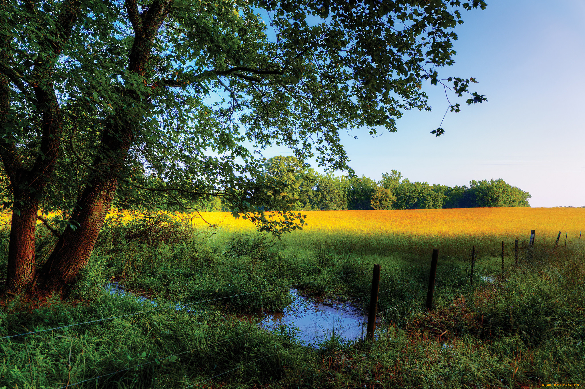 природа, пейзажи, опушка, лужа