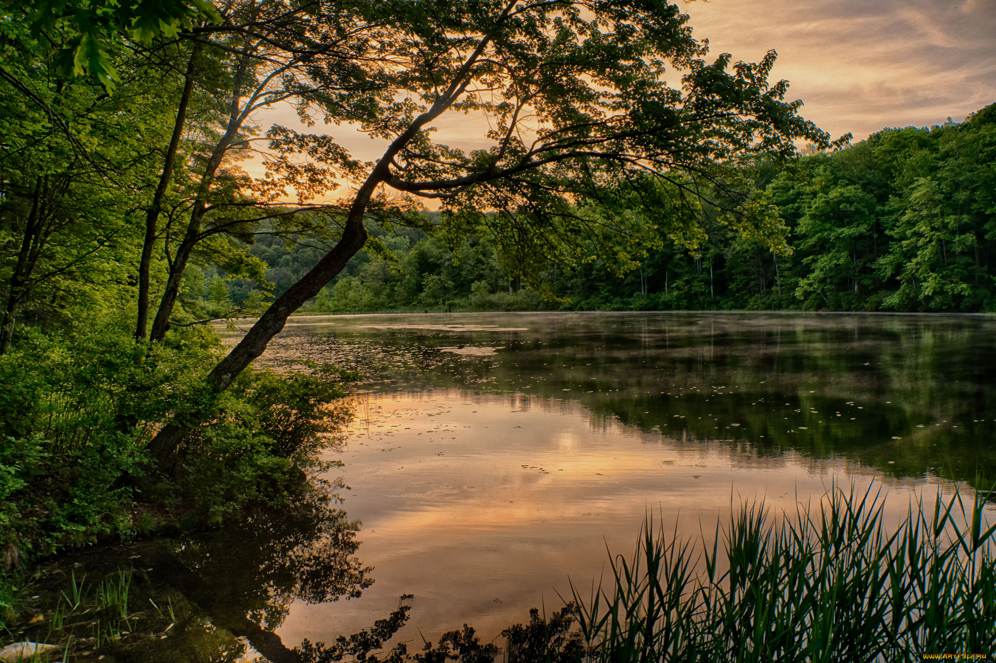 природа, реки, озера, река, лес