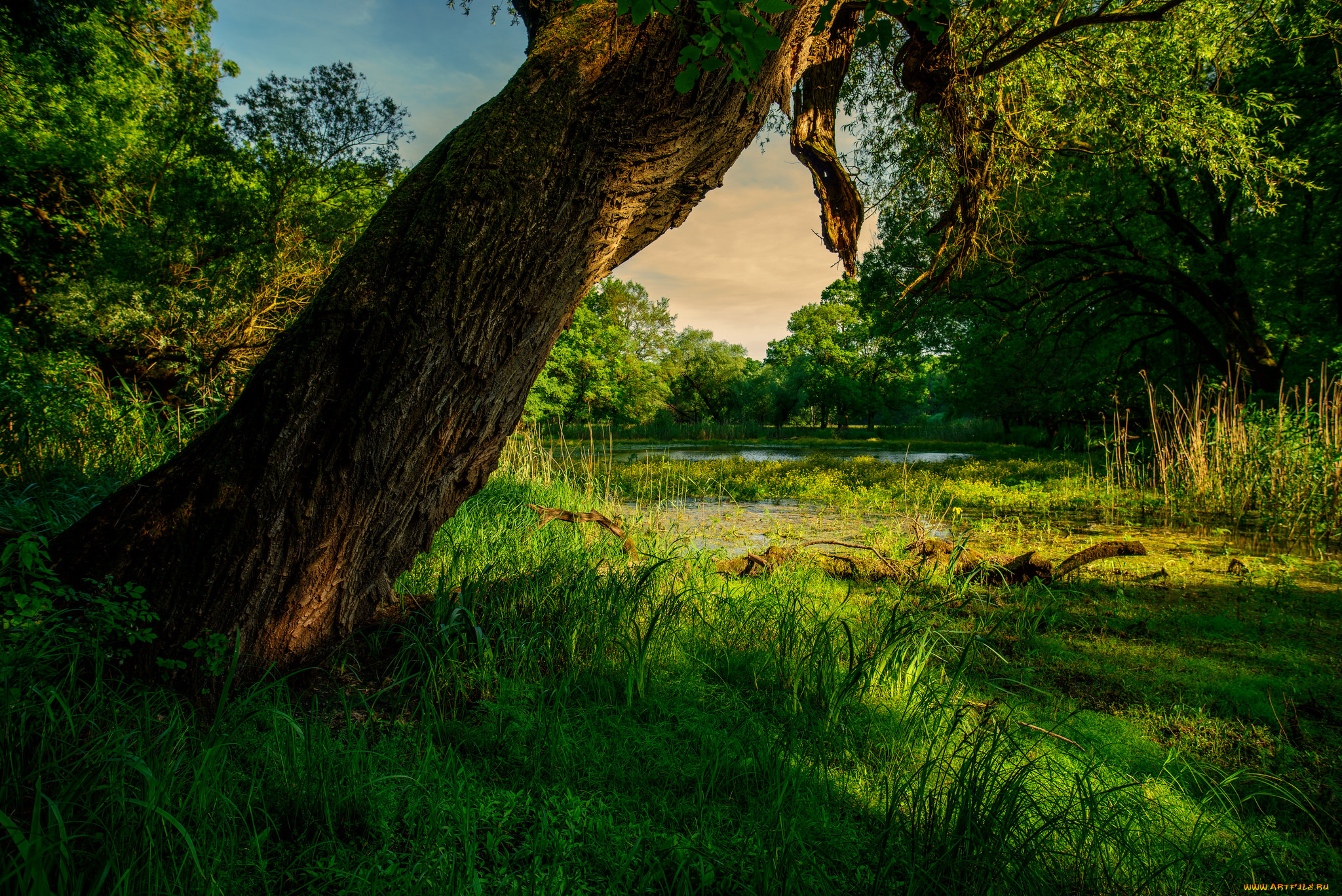 природа, реки, озера, река, лес