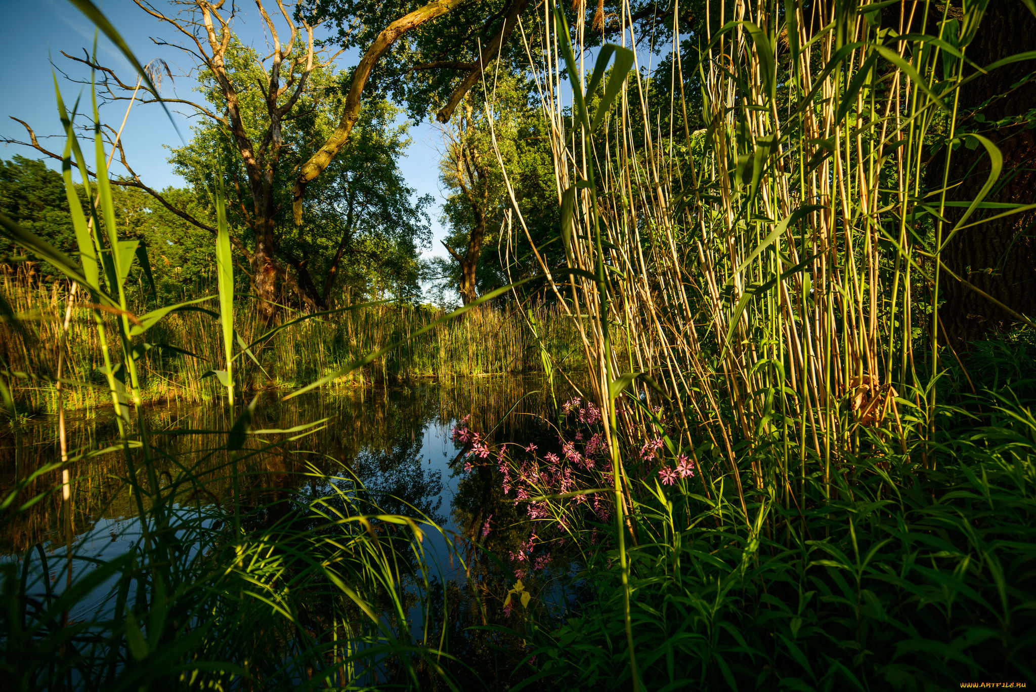 природа, реки, озера, река, лес