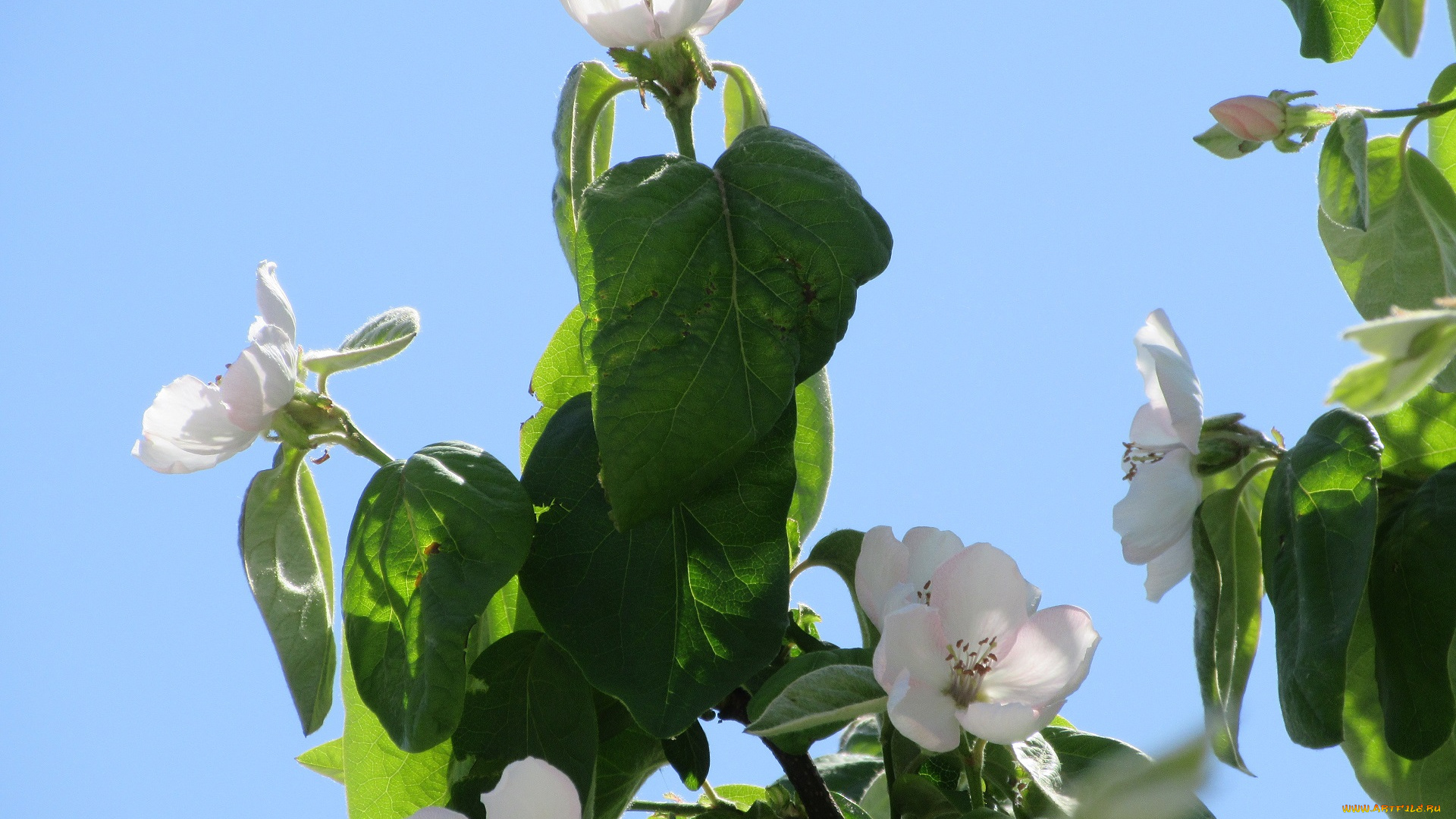 цветы, айва, весна, 2018