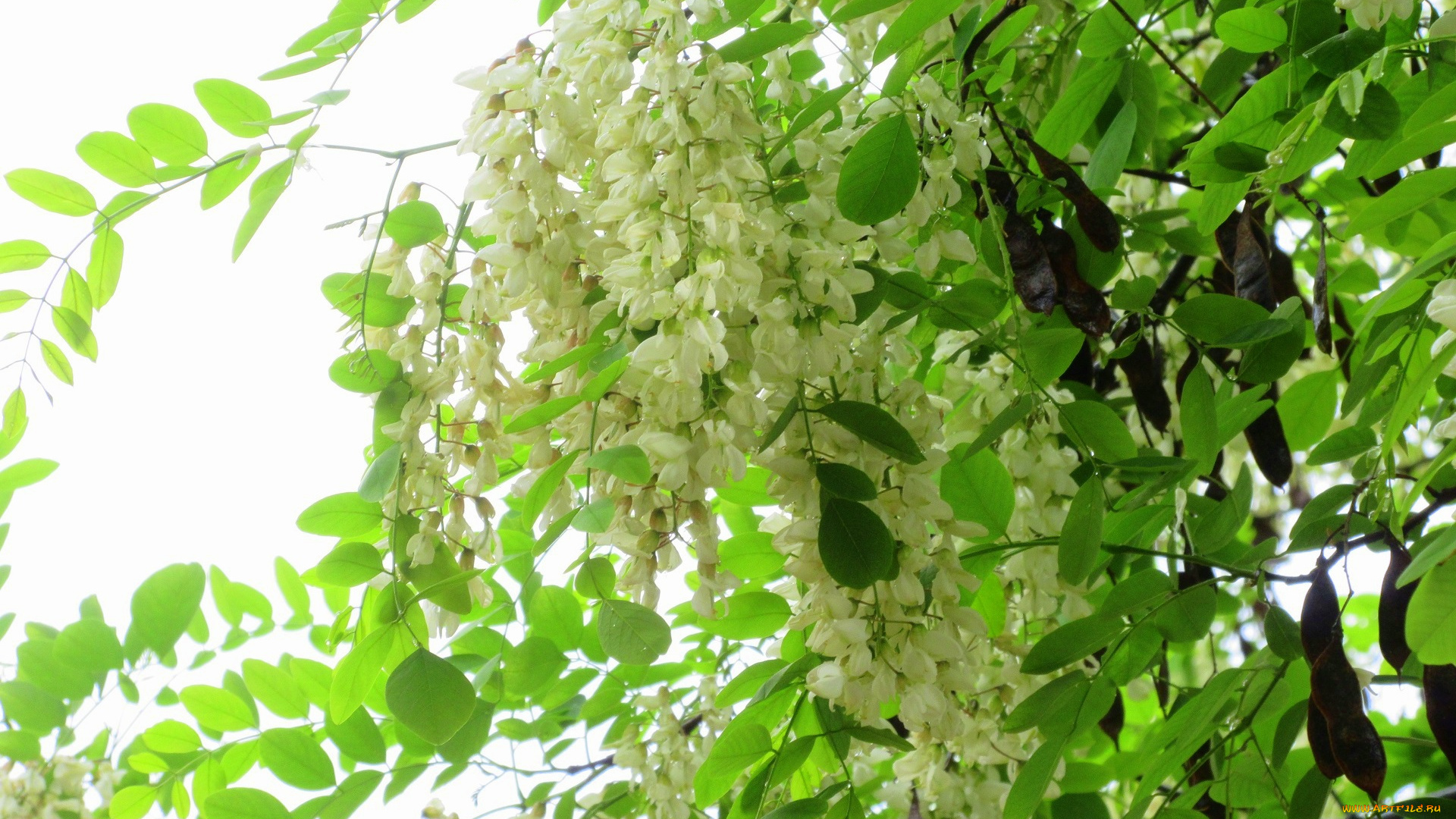 цветы, акация, весна, 2018