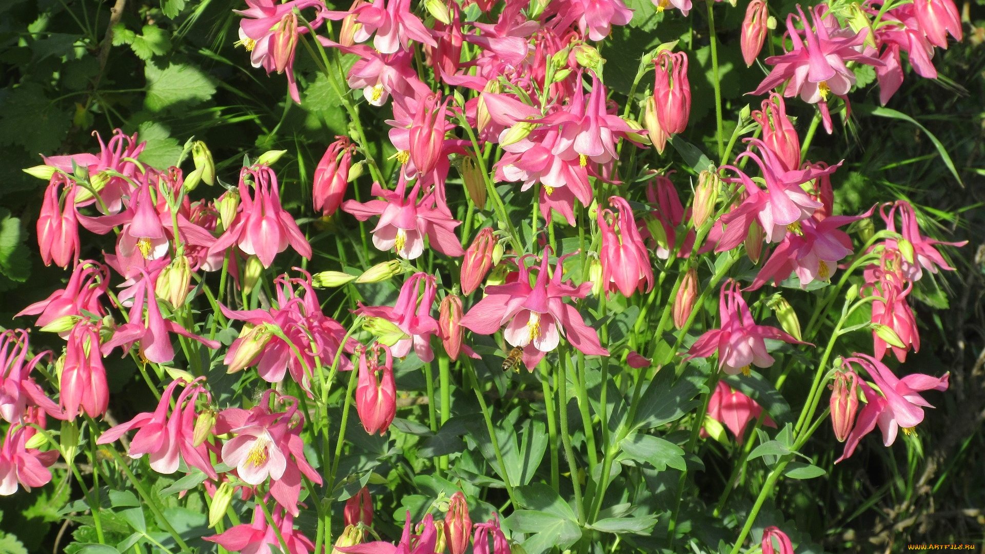 цветы, аквилегия, , водосбор, весна, 2018