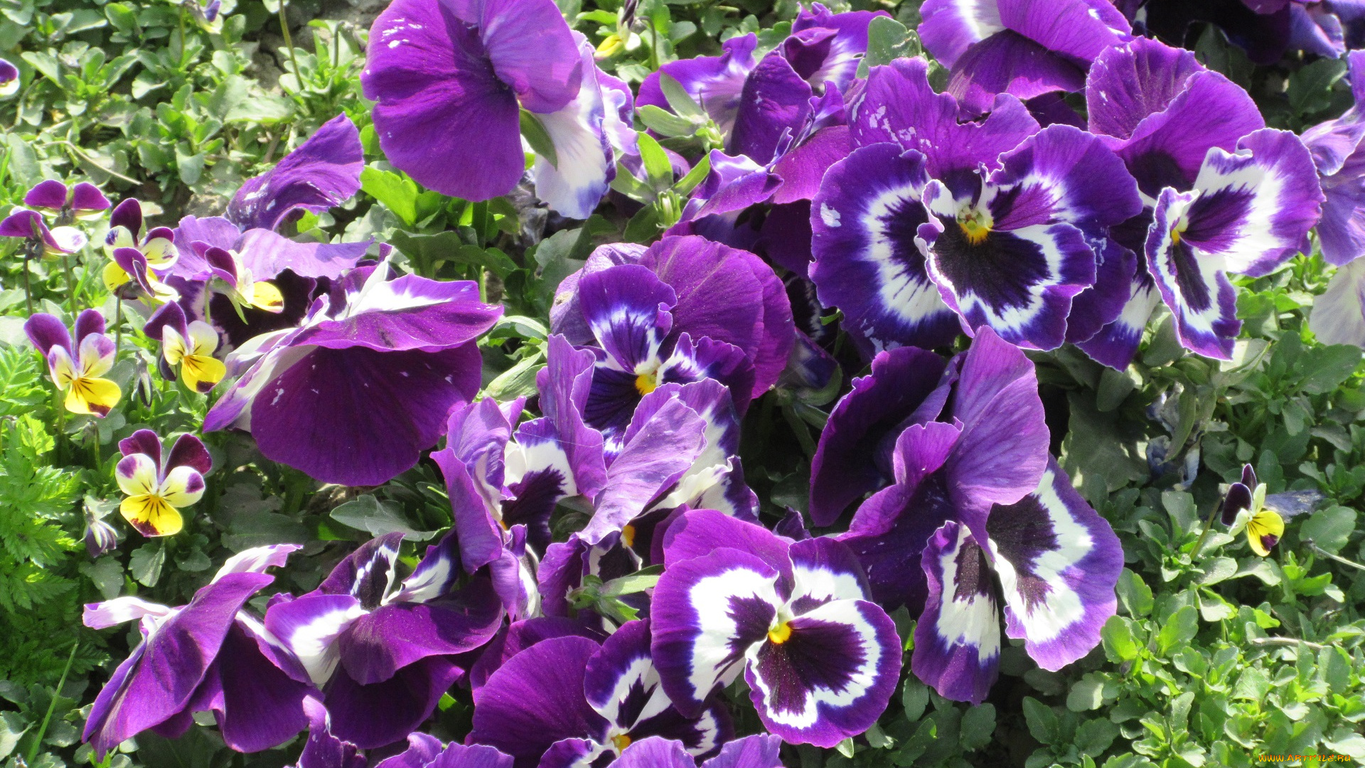 цветы, анютины, глазки, , садовые, фиалки, весна, 2018