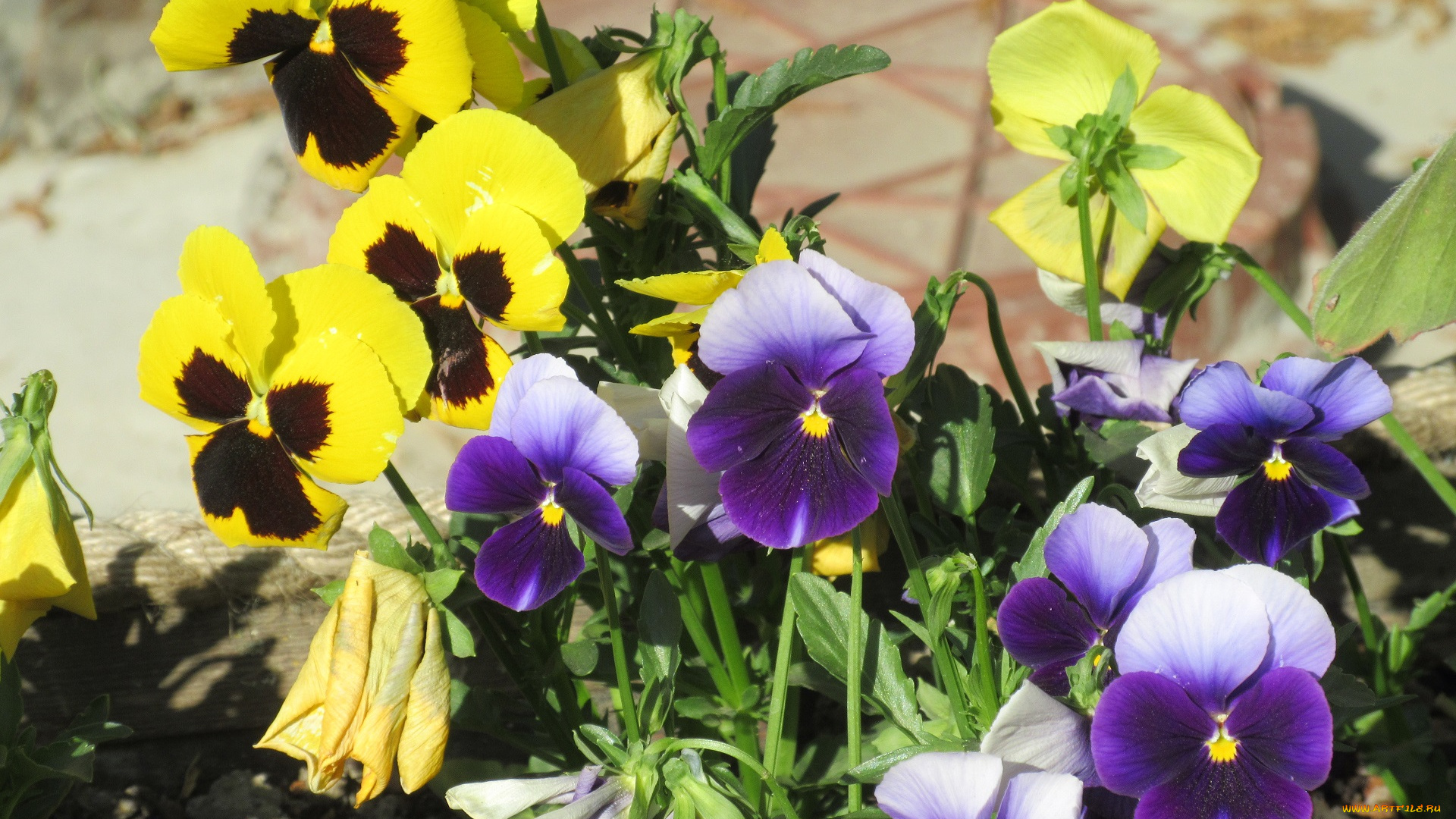 цветы, анютины, глазки, , садовые, фиалки, весна, 2018