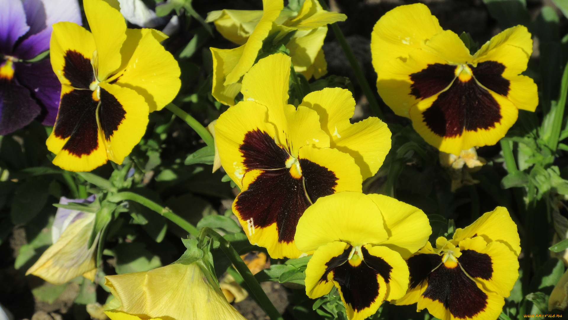 цветы, анютины, глазки, , садовые, фиалки, весна, 2018