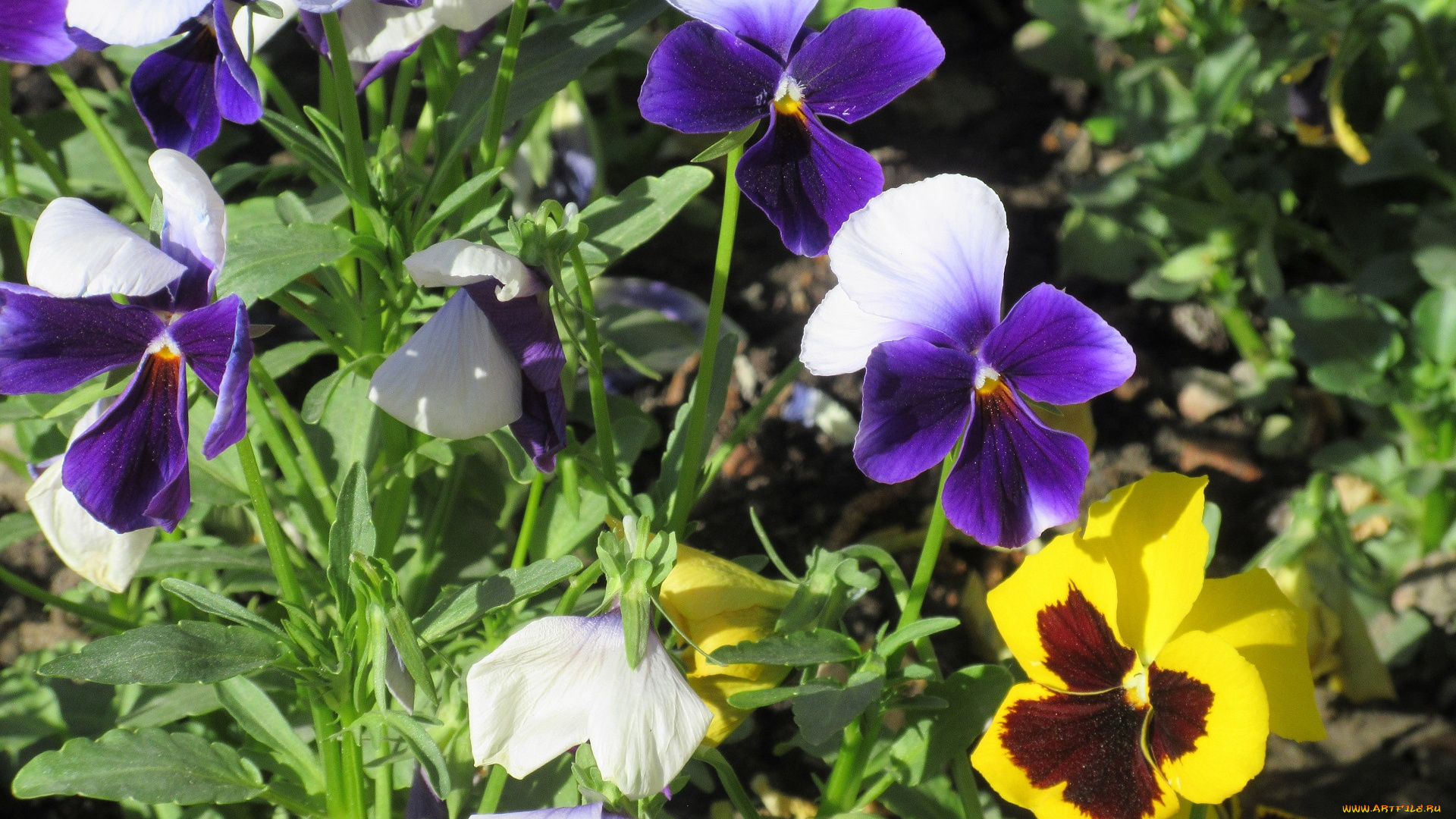 цветы, анютины, глазки, , садовые, фиалки, весна, 2018