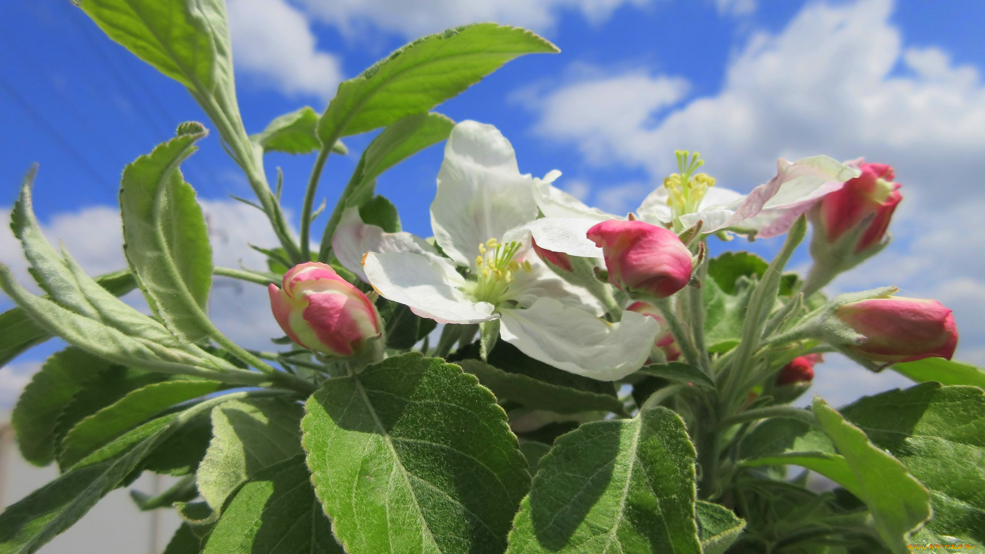 цветы, цветущие, деревья, , , кустарники, весна, 2018