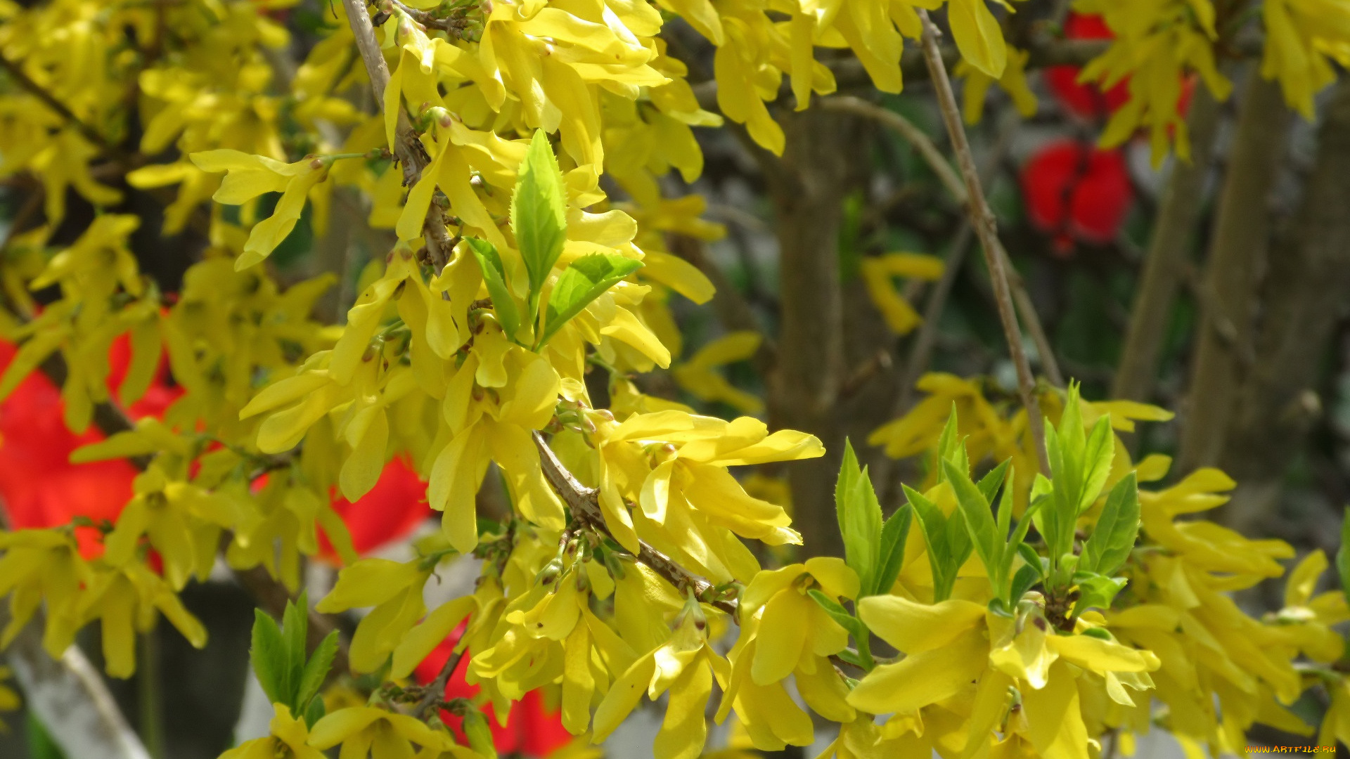 цветы, цветущие, деревья, , , кустарники, весна, 2018