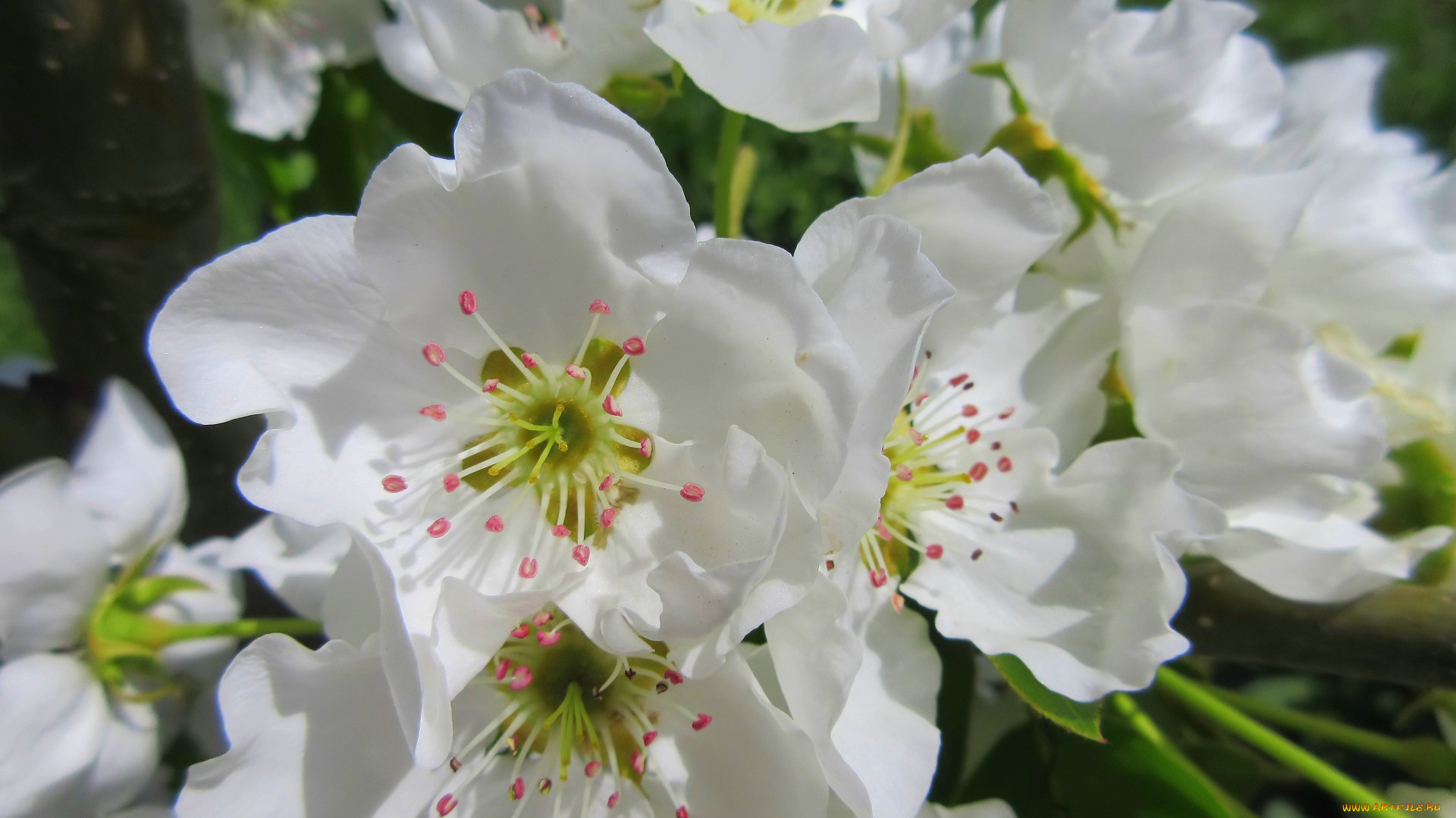 цветы, цветущие, деревья, , , кустарники, весна, 2018