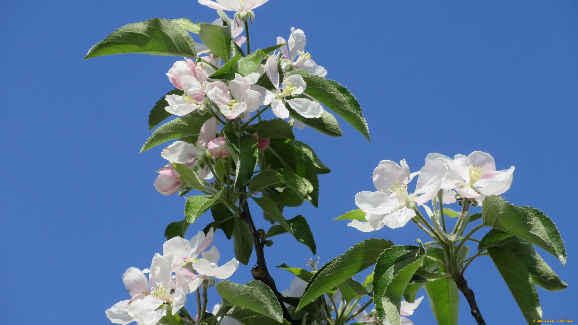 цветы, цветущие, деревья, , , кустарники, весна, 2018