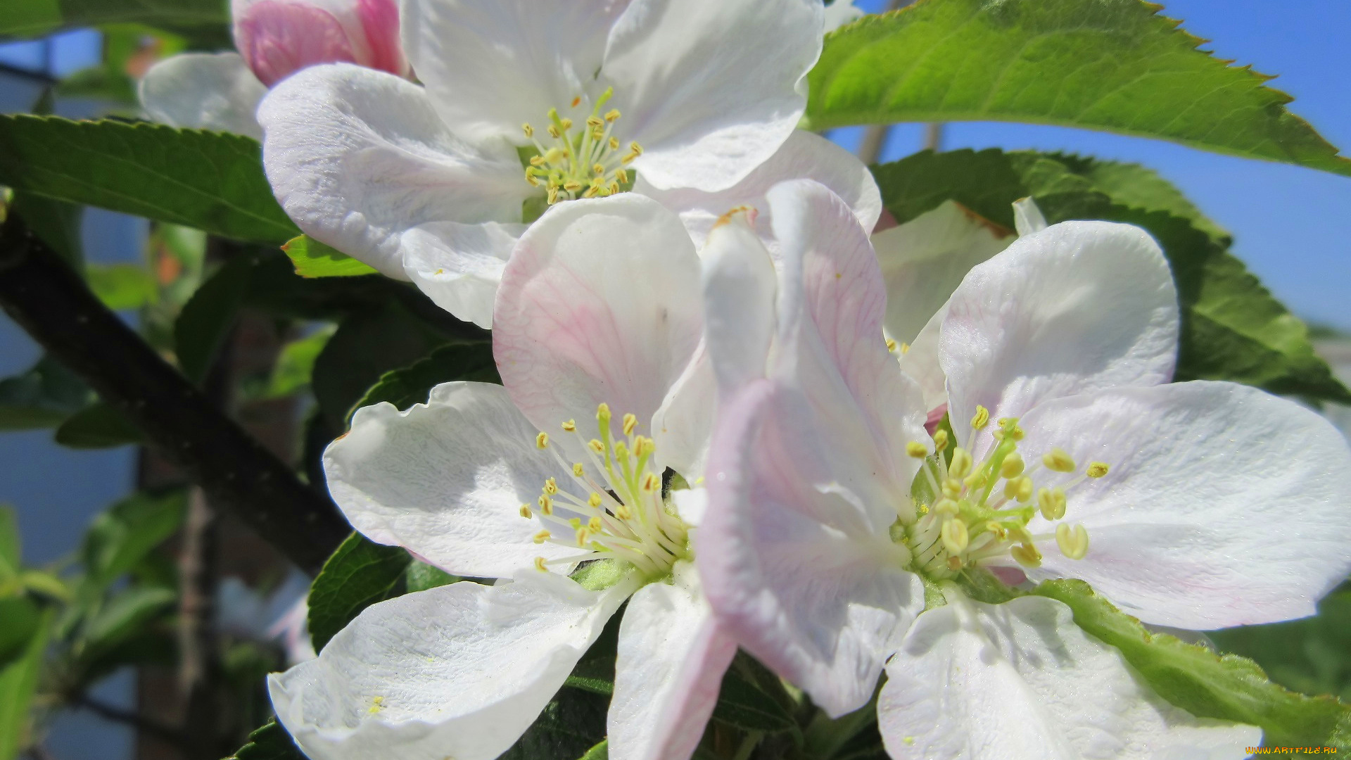 цветы, цветущие, деревья, , , кустарники, весна, 2018