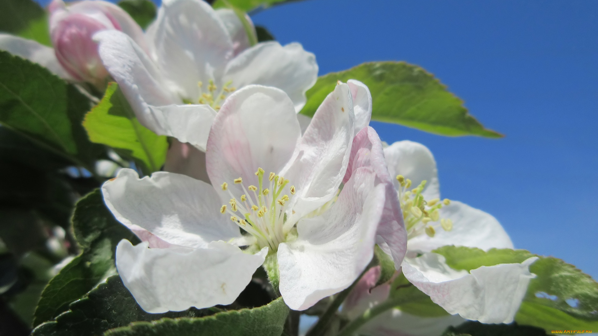 цветы, цветущие, деревья, , , кустарники, весна, 2018