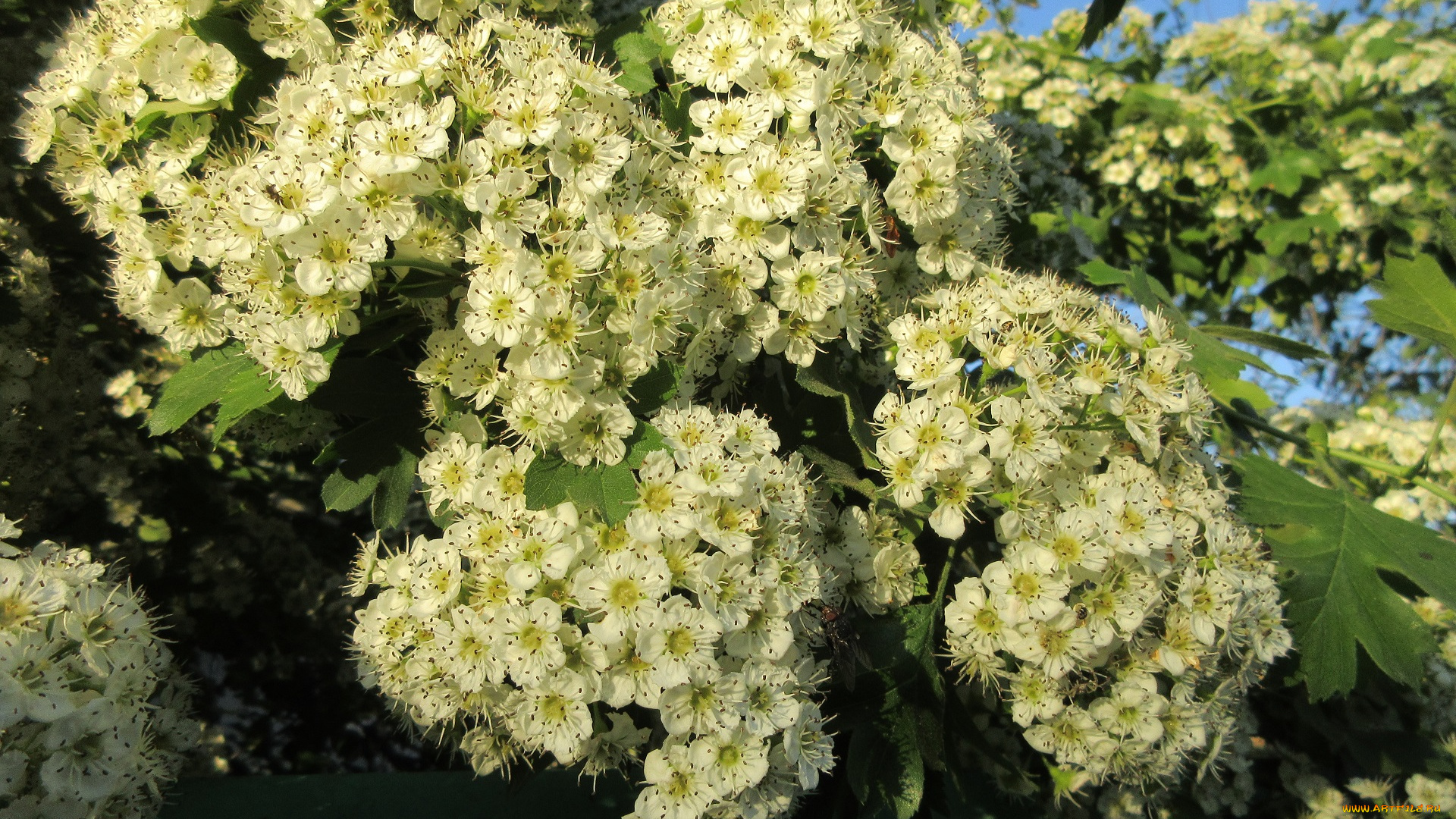 цветы, цветущие, деревья, , , кустарники, весна, 2018