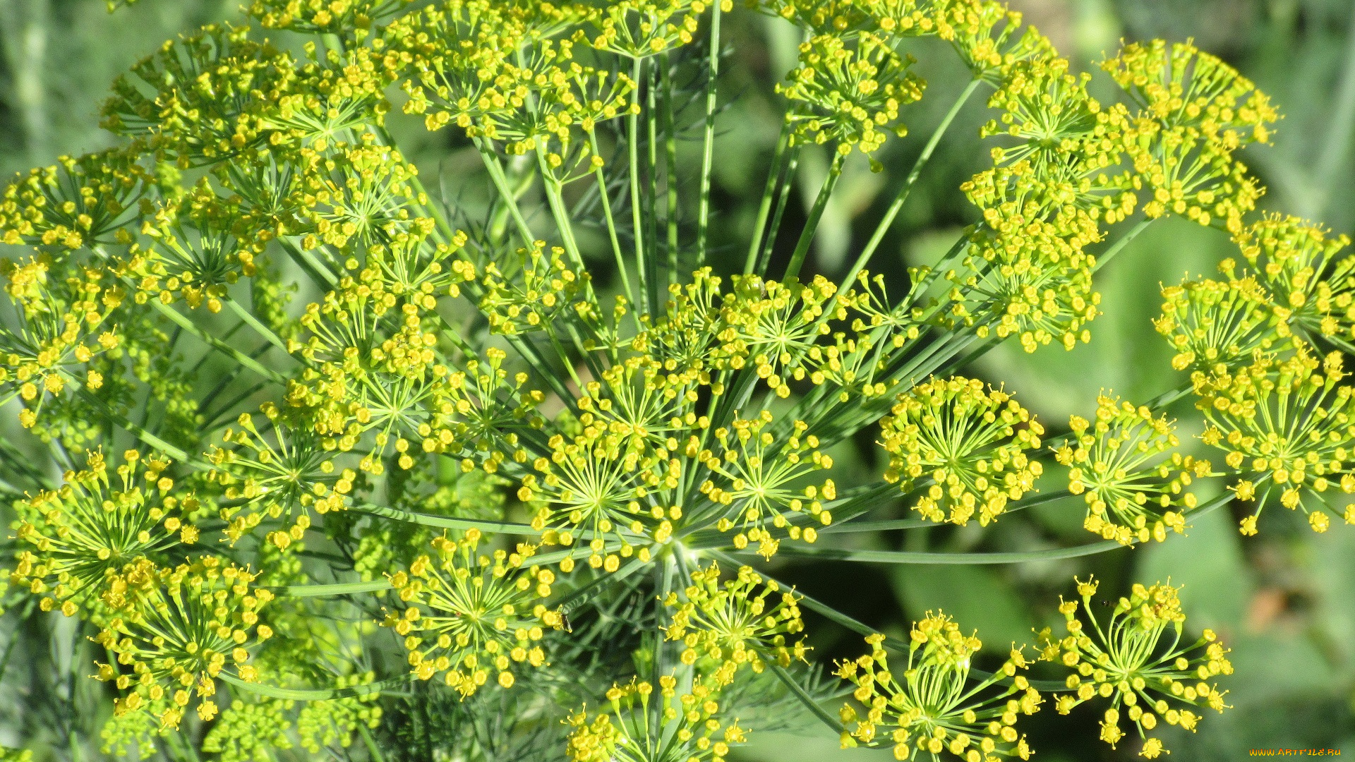 цветы, цветущие, овощи, , ягоды, лето, 2018