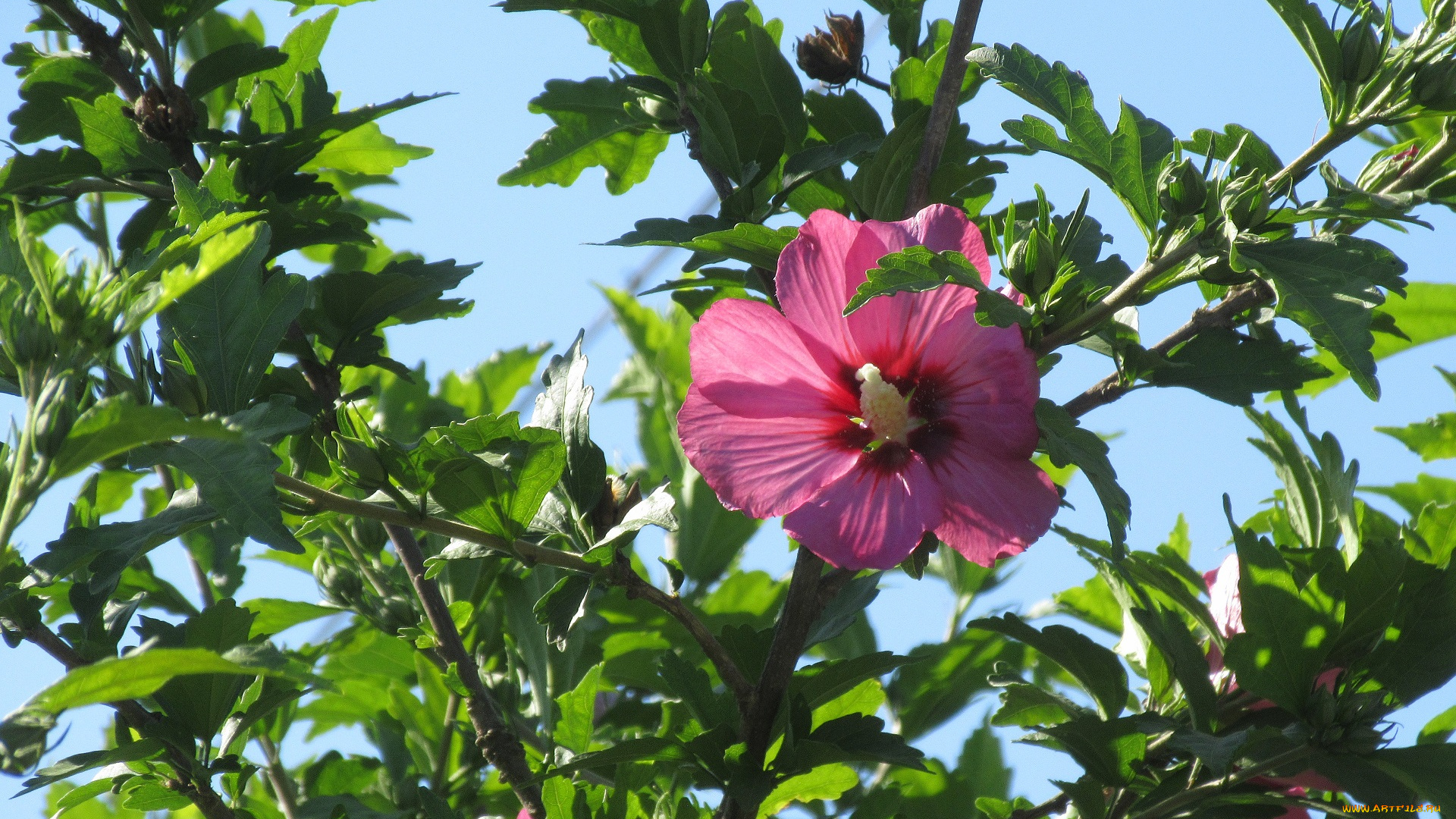 цветы, гибискусы, лето, 2018