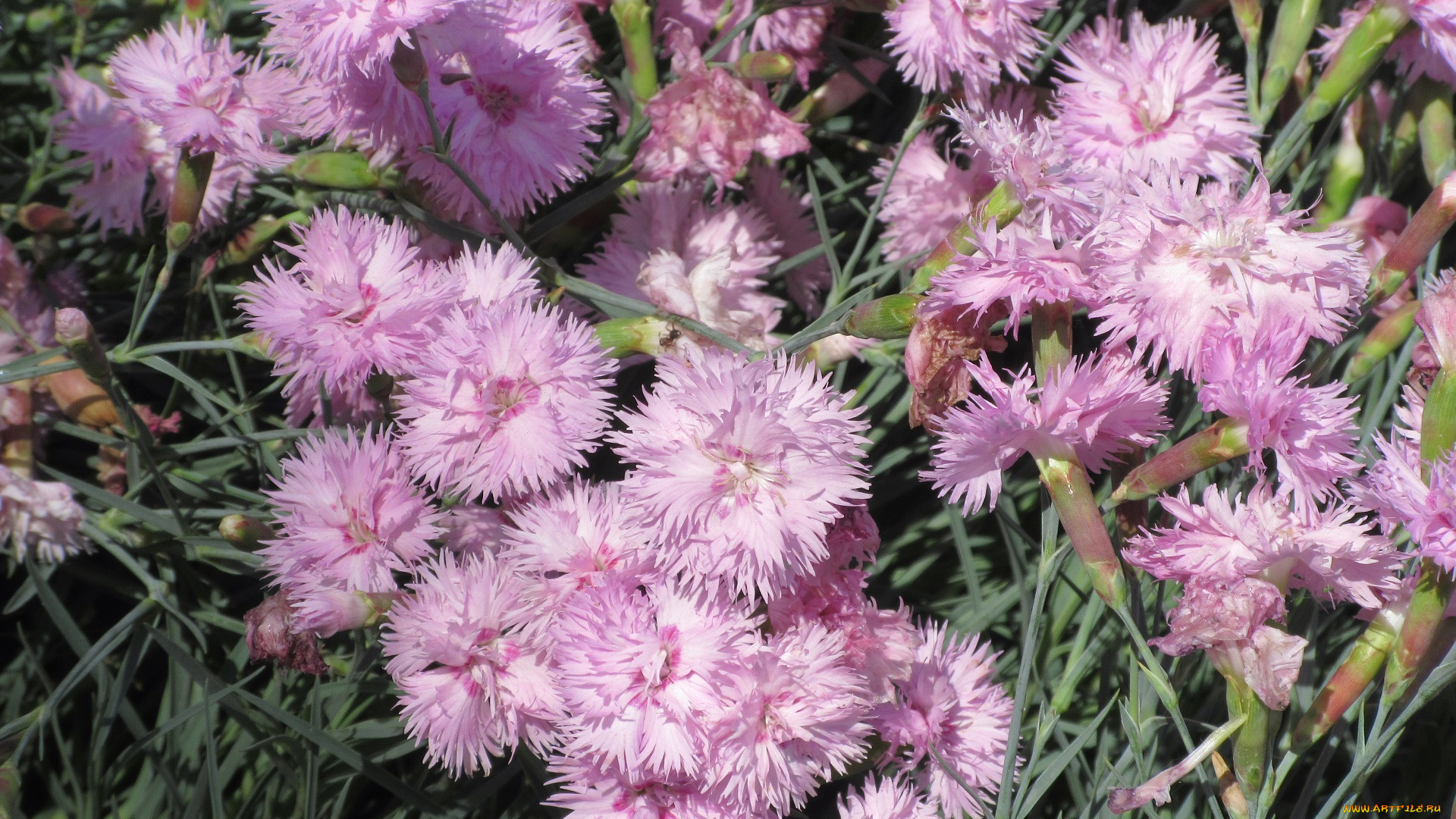 цветы, гвоздики, весна, 2018