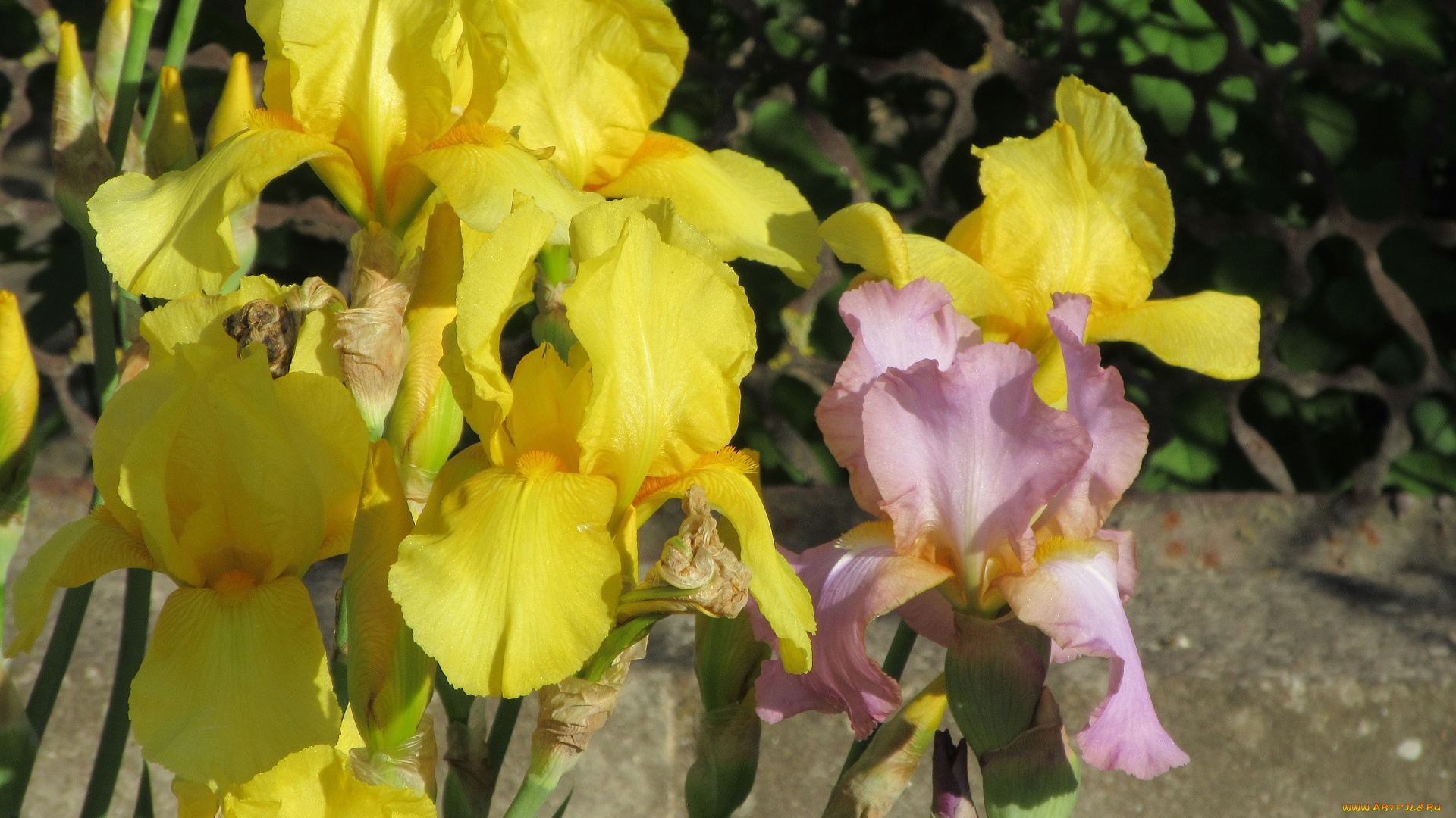 цветы, ирисы, весна, 2018