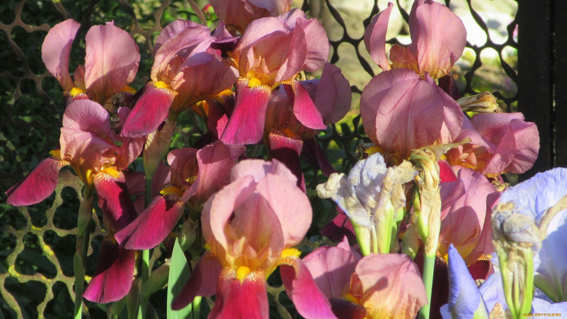 цветы, ирисы, весна, 2018
