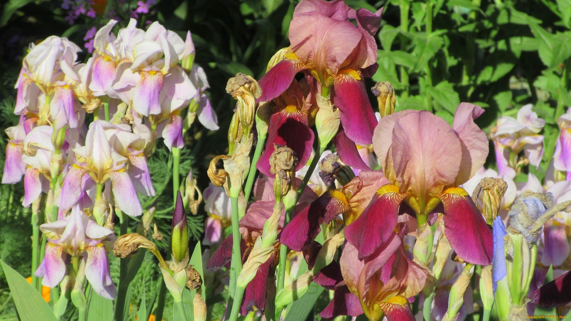 цветы, ирисы, весна, 2018