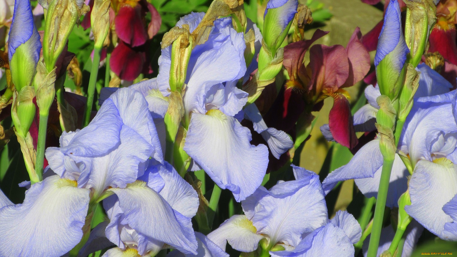 цветы, ирисы, весна, 2018