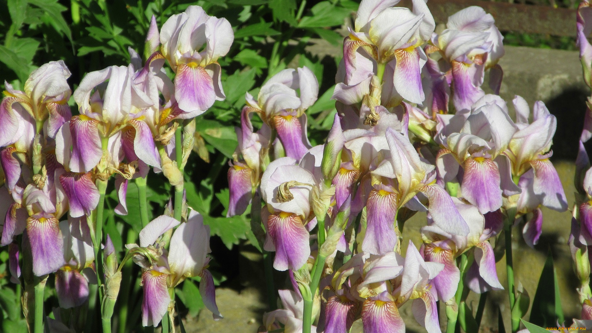 цветы, ирисы, весна, 2018
