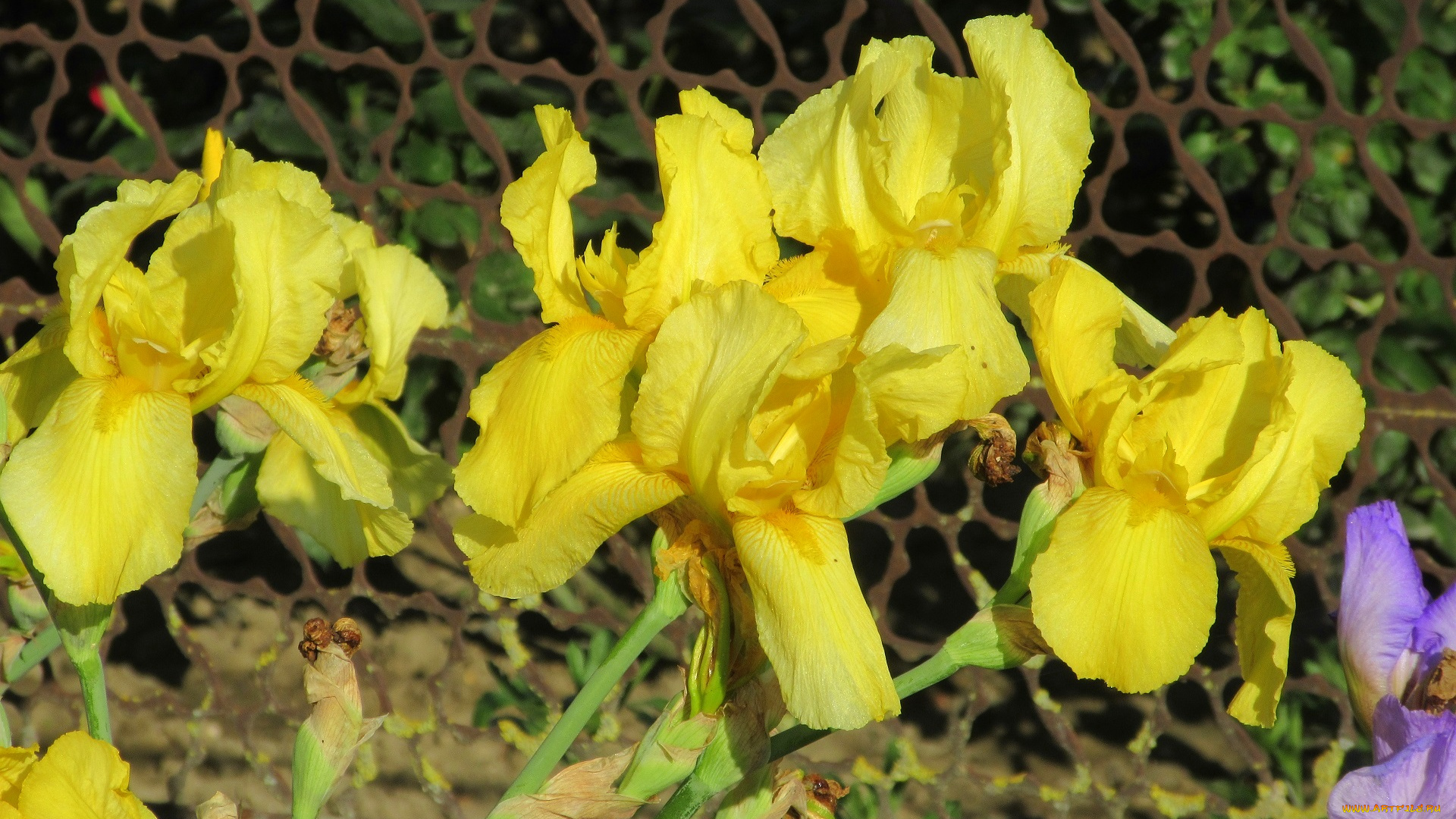 цветы, ирисы, весна, 2018