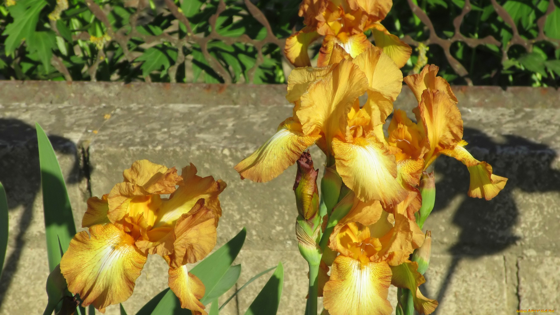 цветы, ирисы, весна, 2018